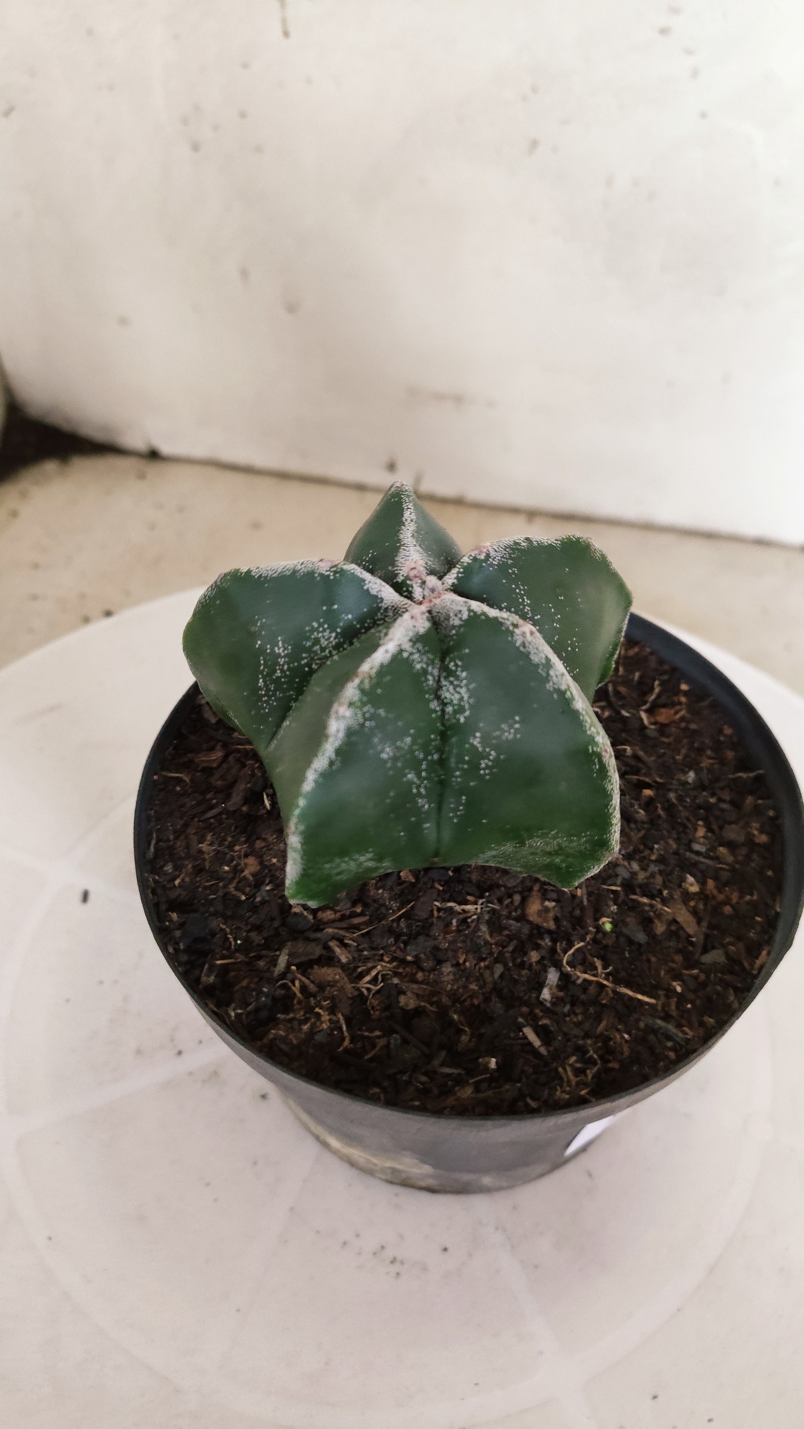 ASTROPHYTUM MYRIOSTIGMA  Nº 1180 – vaso 11