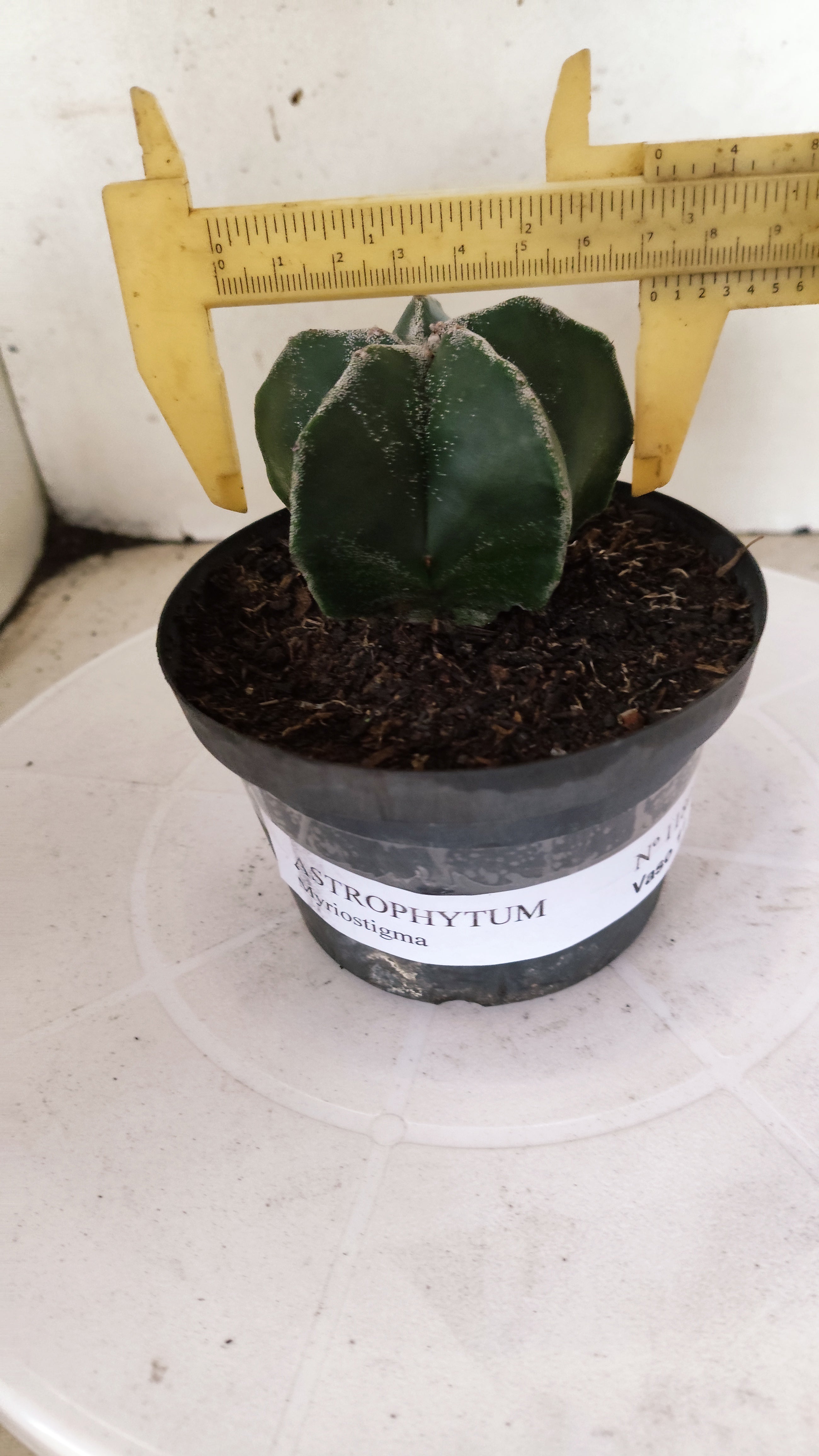 ASTROPHYTUM MYRIOSTIGMA  Nº 1180 – vaso 11