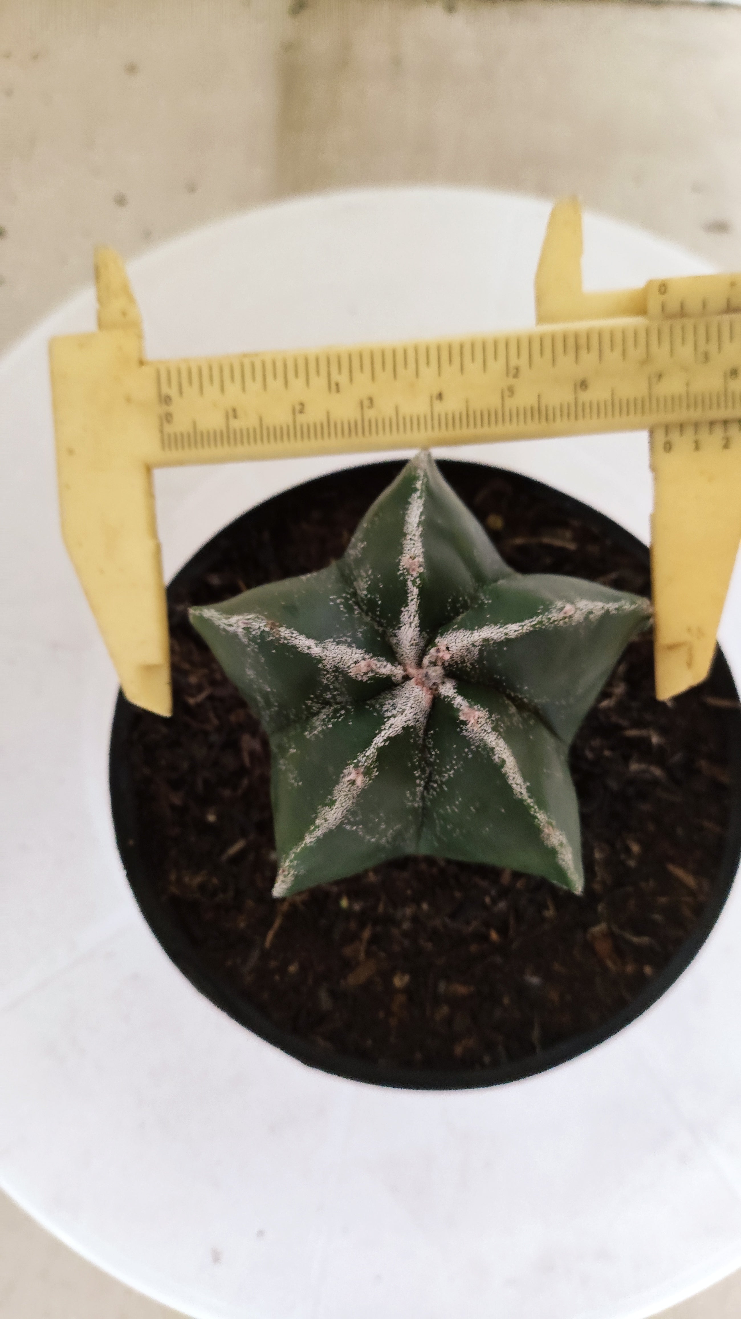 ASTROPHYTUM MYRIOSTIGMA  Nº 1180 – vaso 11
