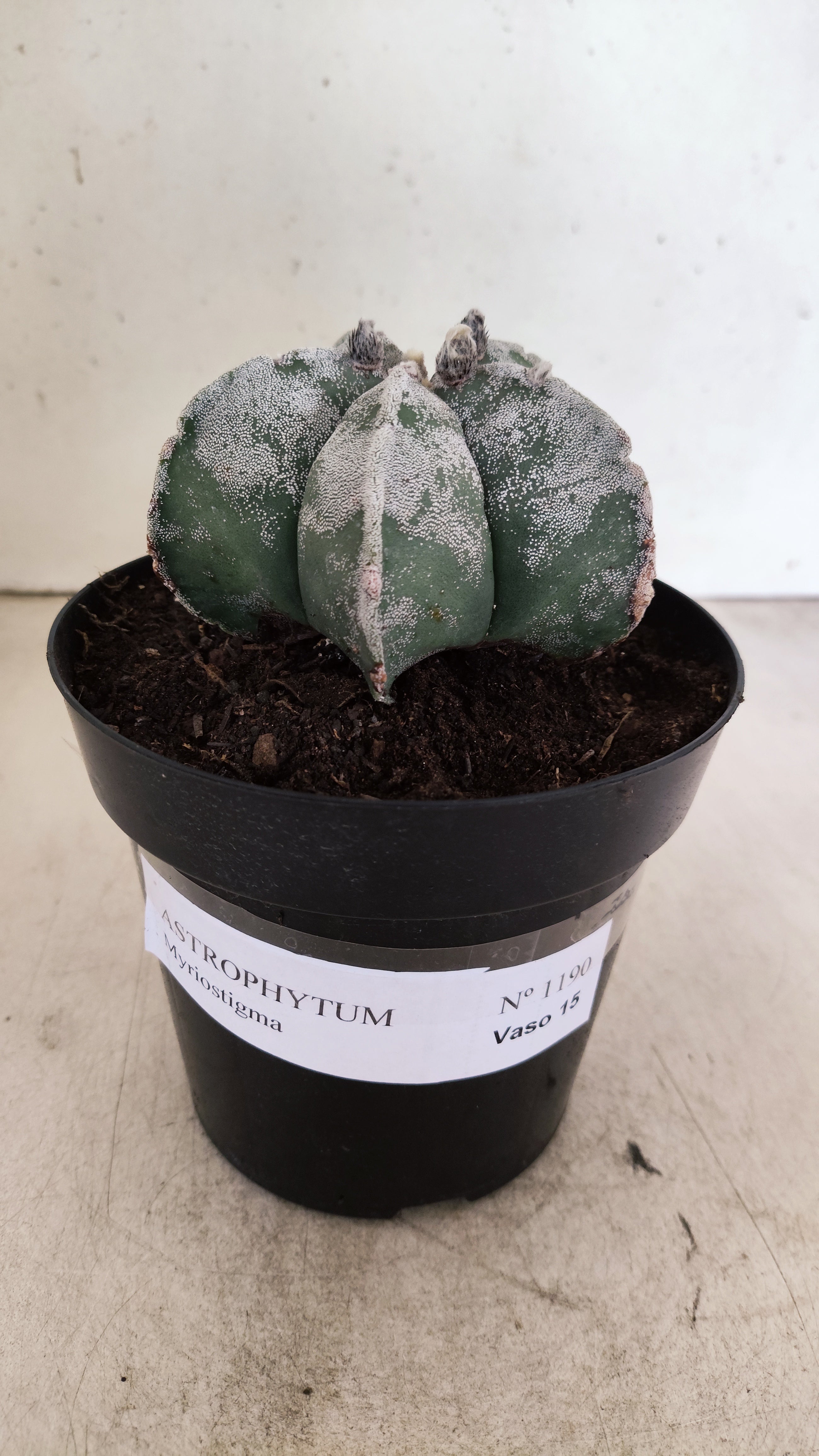 ASTROPHYTUM MYRIOSTIGMA  Nº 1190 – vaso 15