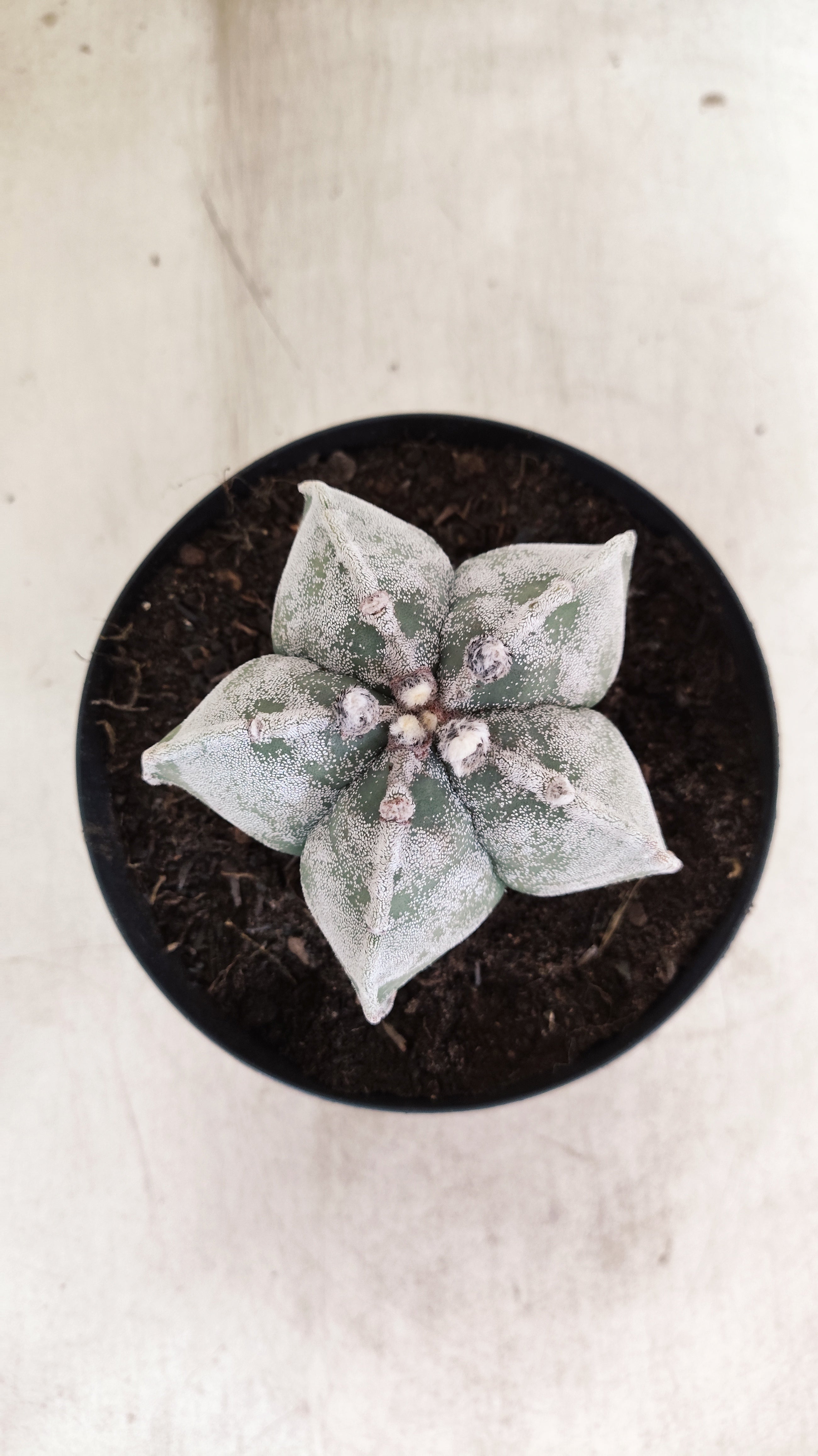 ASTROPHYTUM MYRIOSTIGMA  Nº 1190 – vaso 15