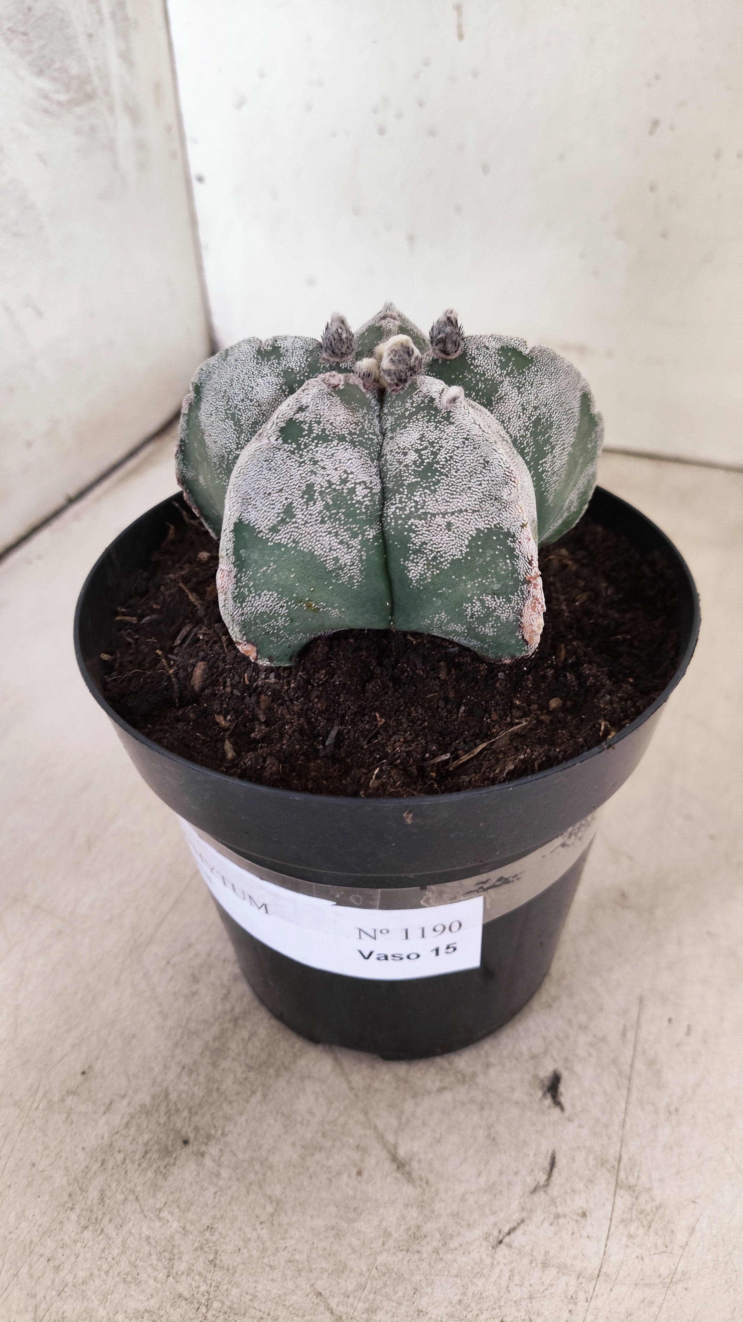 ASTROPHYTUM MYRIOSTIGMA  Nº 1190 – vaso 15