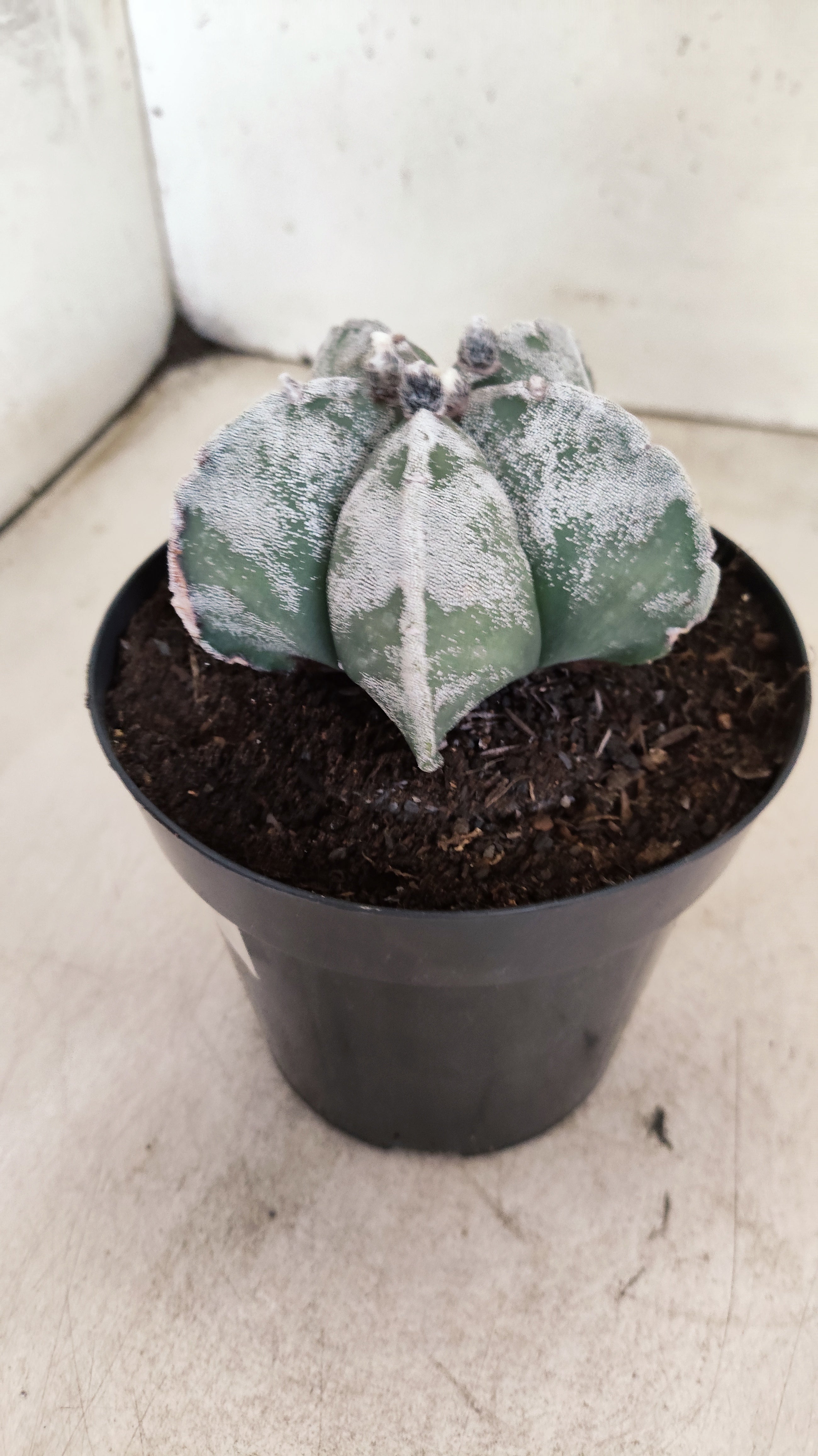ASTROPHYTUM MYRIOSTIGMA  Nº 1190 – vaso 15