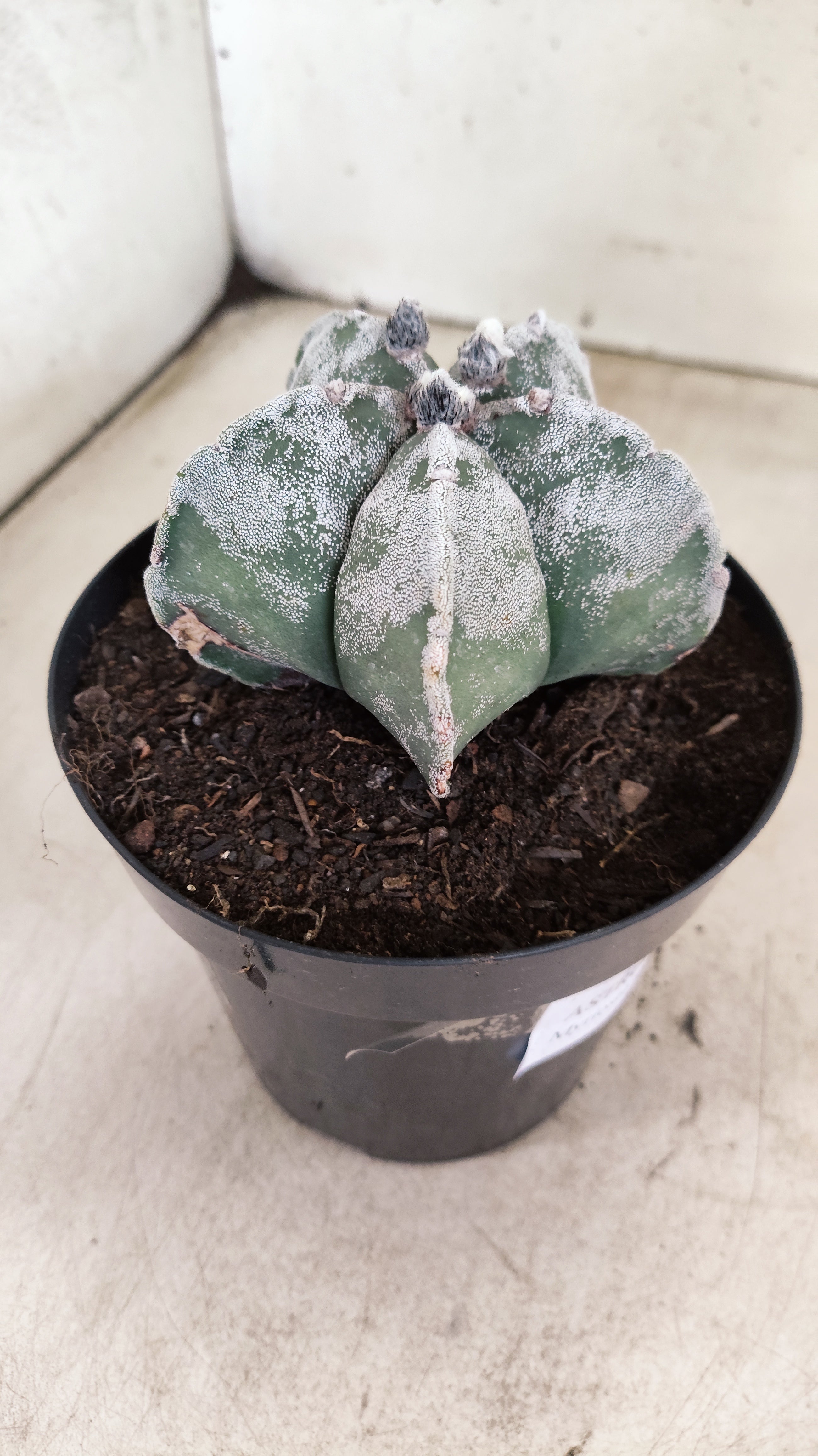ASTROPHYTUM MYRIOSTIGMA  Nº 1190 – vaso 15