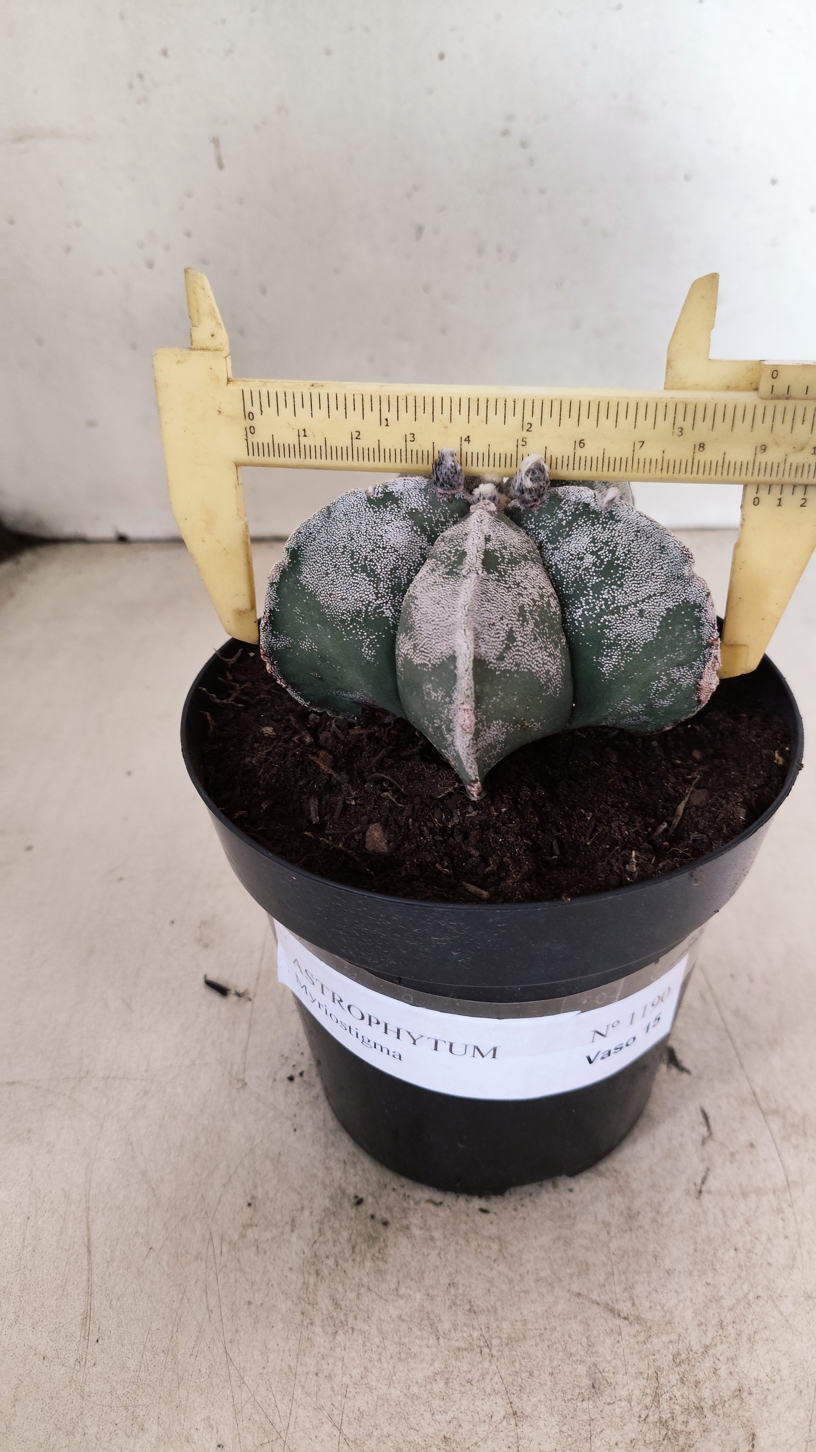 ASTROPHYTUM MYRIOSTIGMA  Nº 1190 – vaso 15