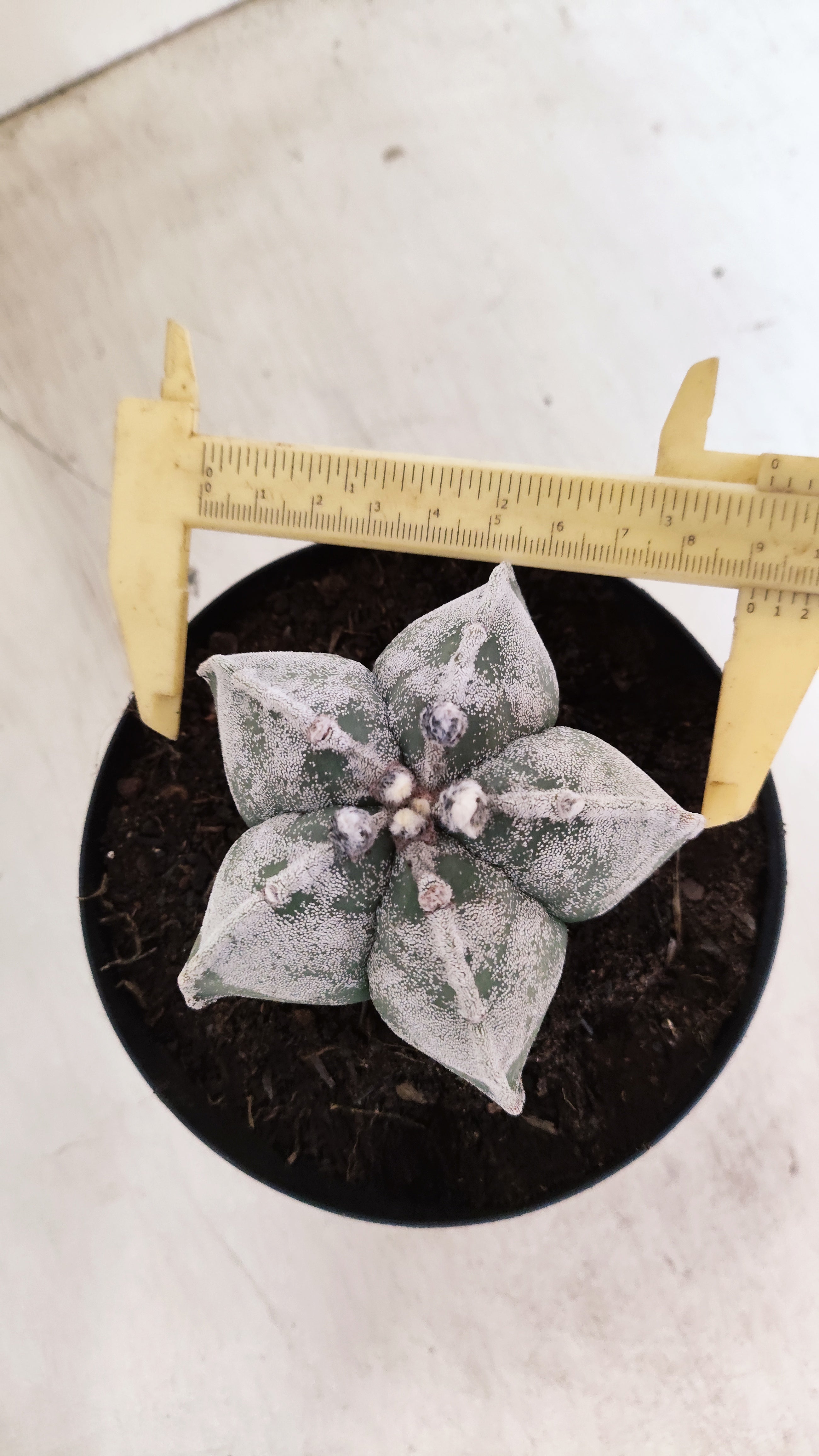 ASTROPHYTUM MYRIOSTIGMA  Nº 1190 – vaso 15