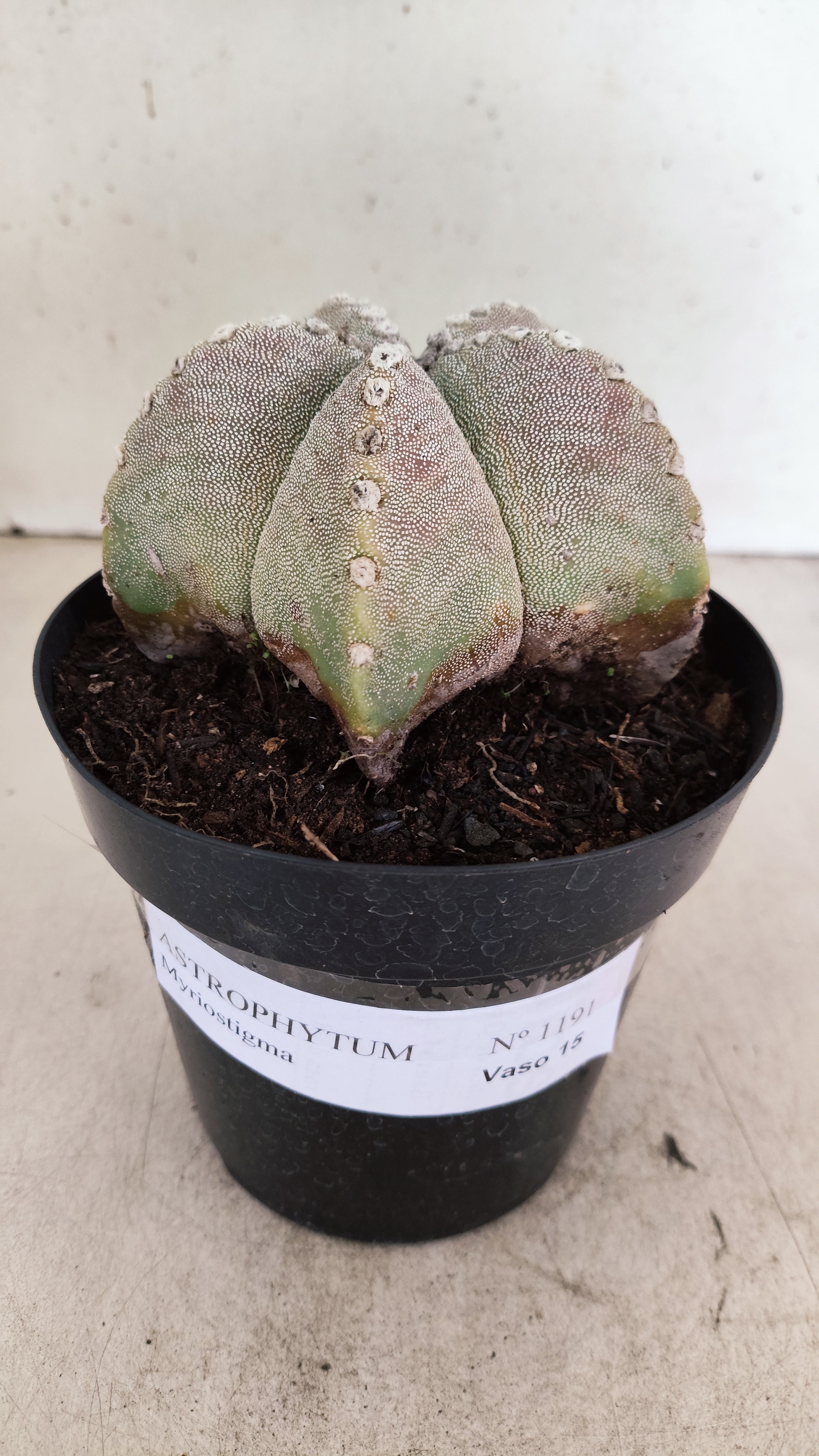 ASTROPHYTUM MYRIOSTIGMA  Nº 1191 – vaso 15