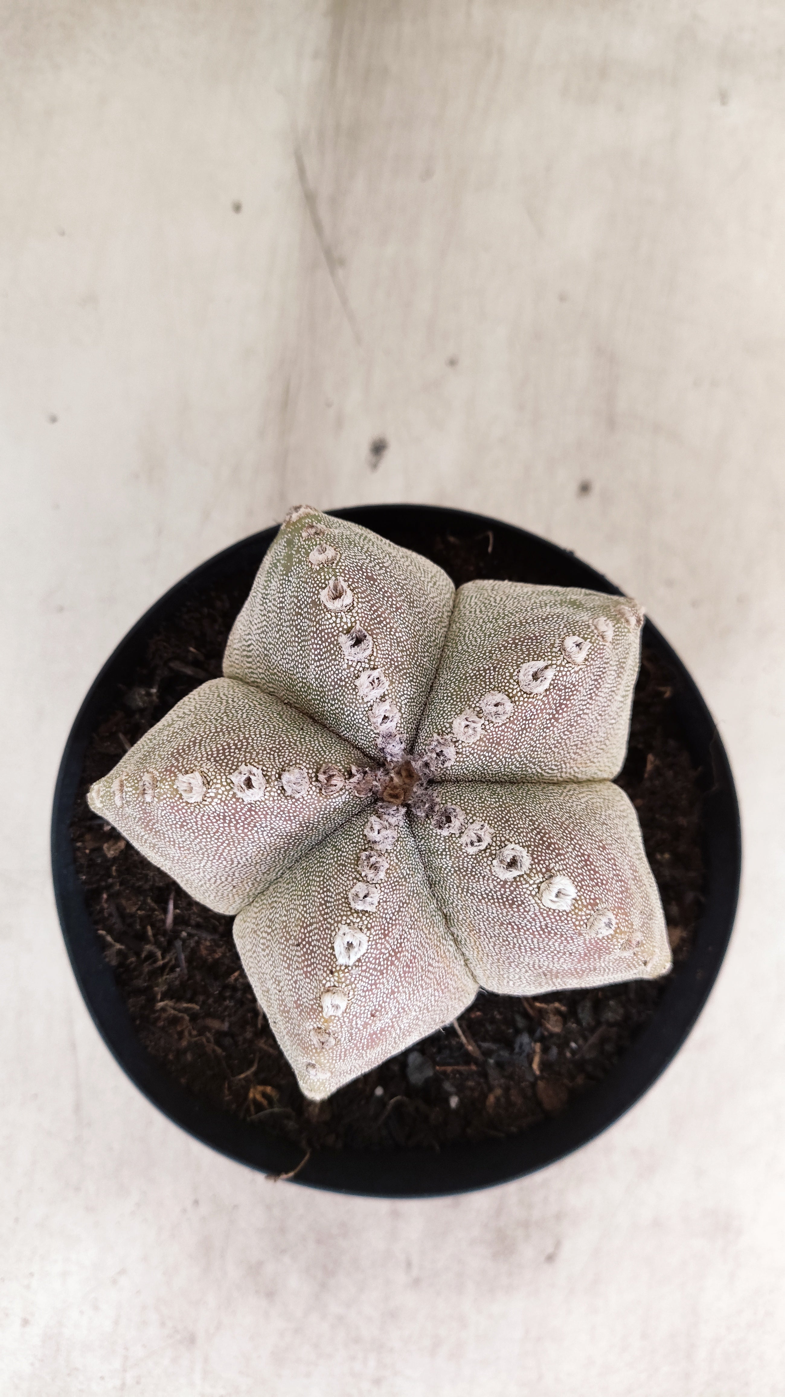 ASTROPHYTUM MYRIOSTIGMA  Nº 1191 – vaso 15