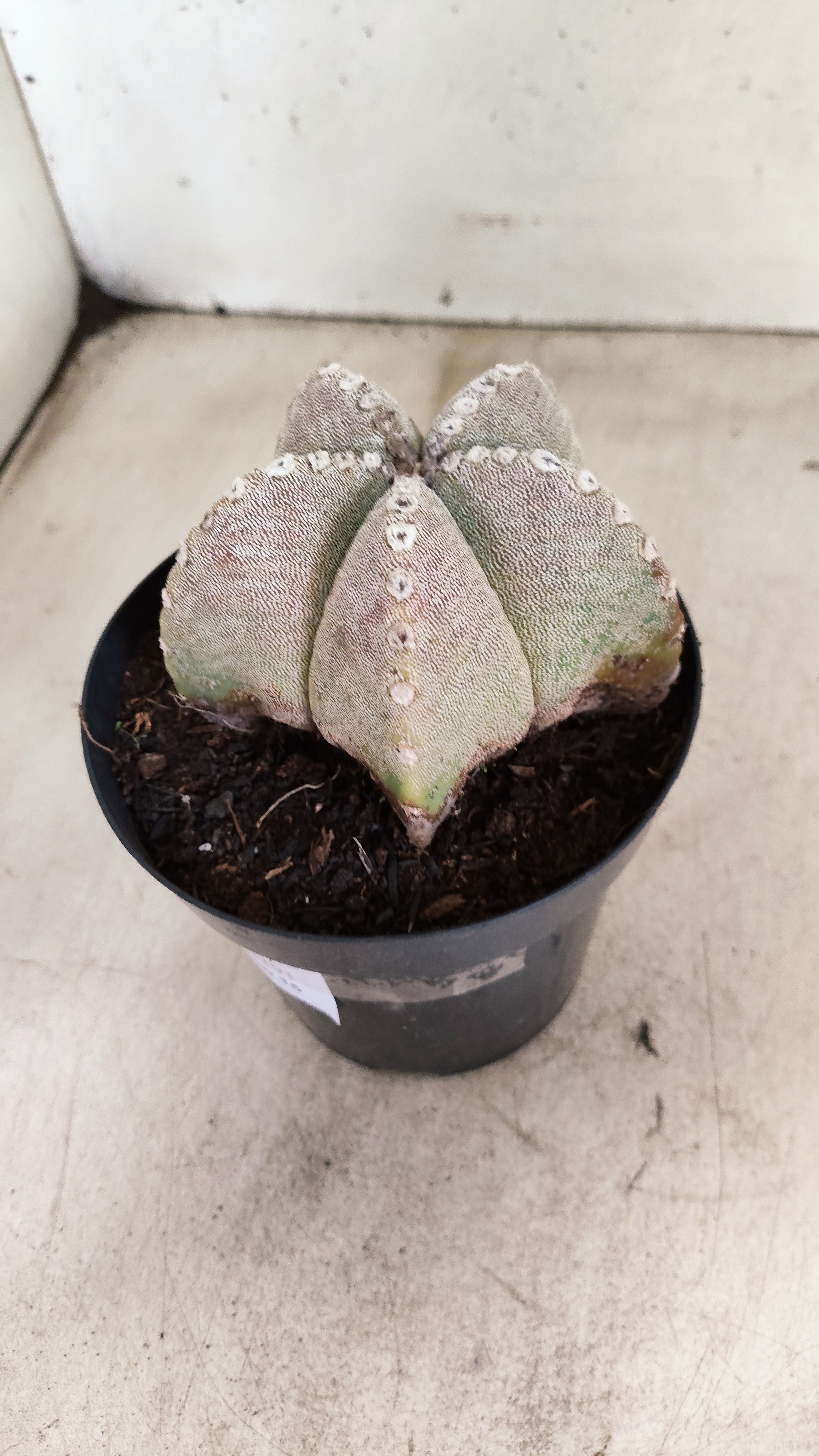 ASTROPHYTUM MYRIOSTIGMA  Nº 1191 – vaso 15