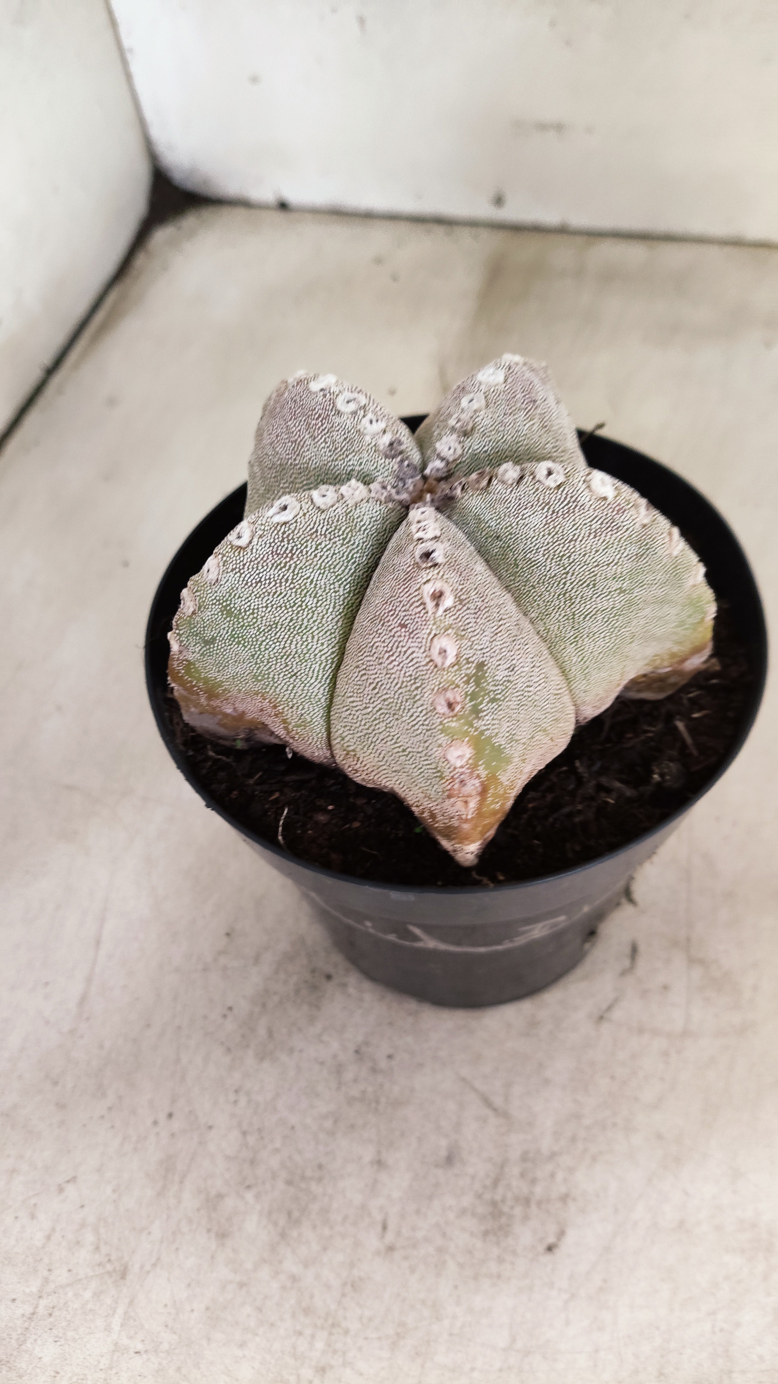 ASTROPHYTUM MYRIOSTIGMA  Nº 1191 – vaso 15
