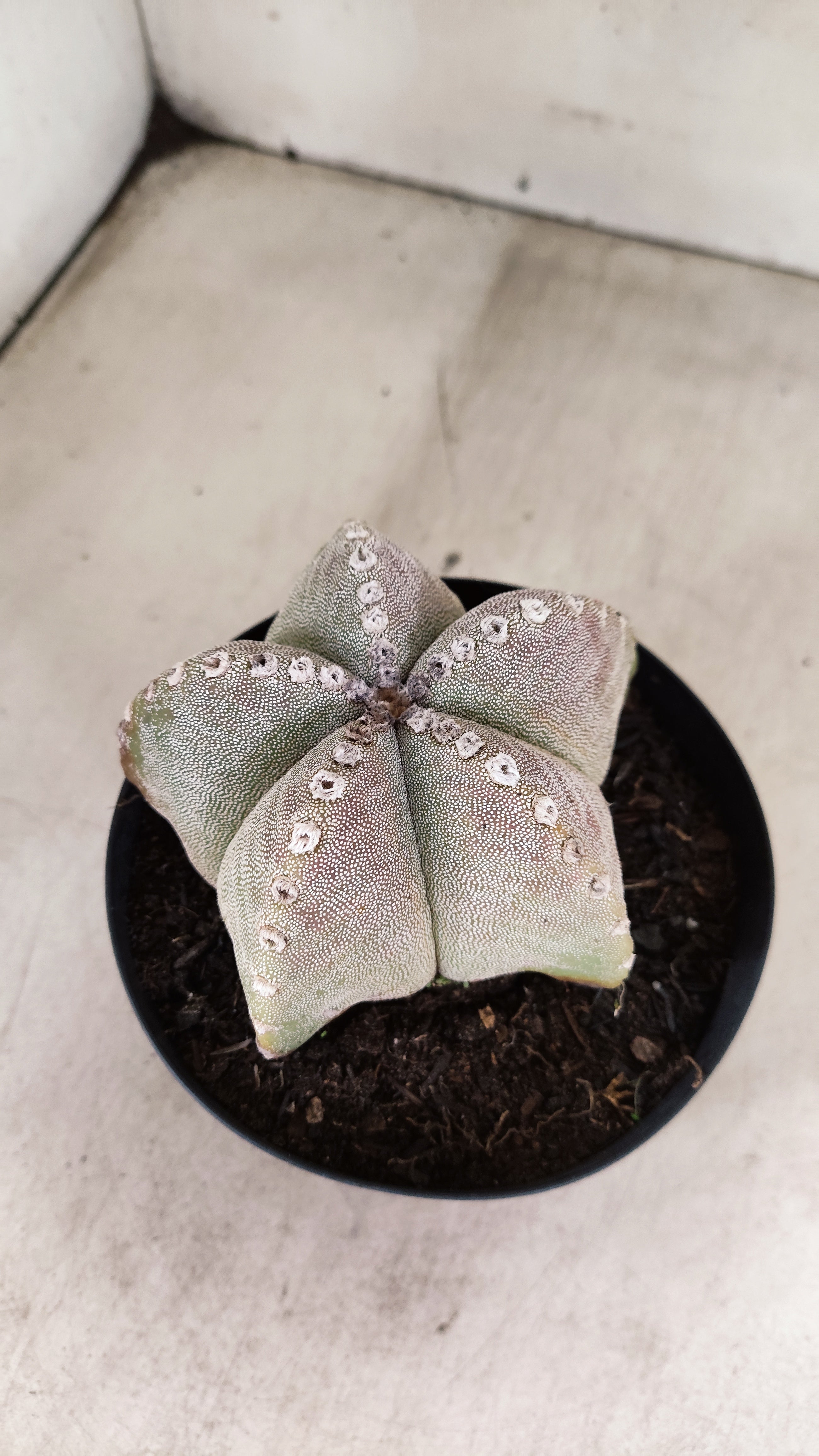 ASTROPHYTUM MYRIOSTIGMA  Nº 1191 – vaso 15