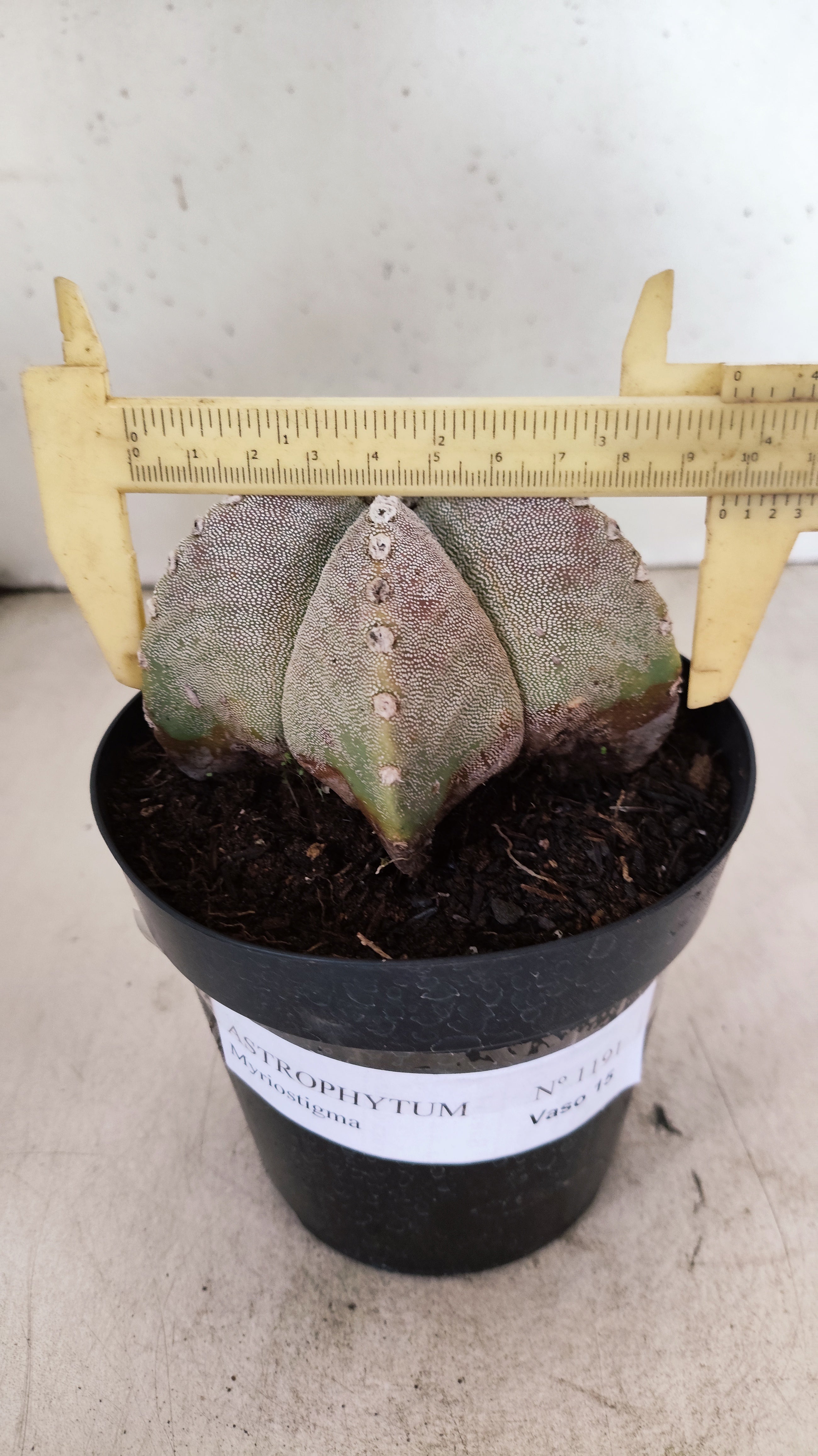 ASTROPHYTUM MYRIOSTIGMA  Nº 1191 – vaso 15