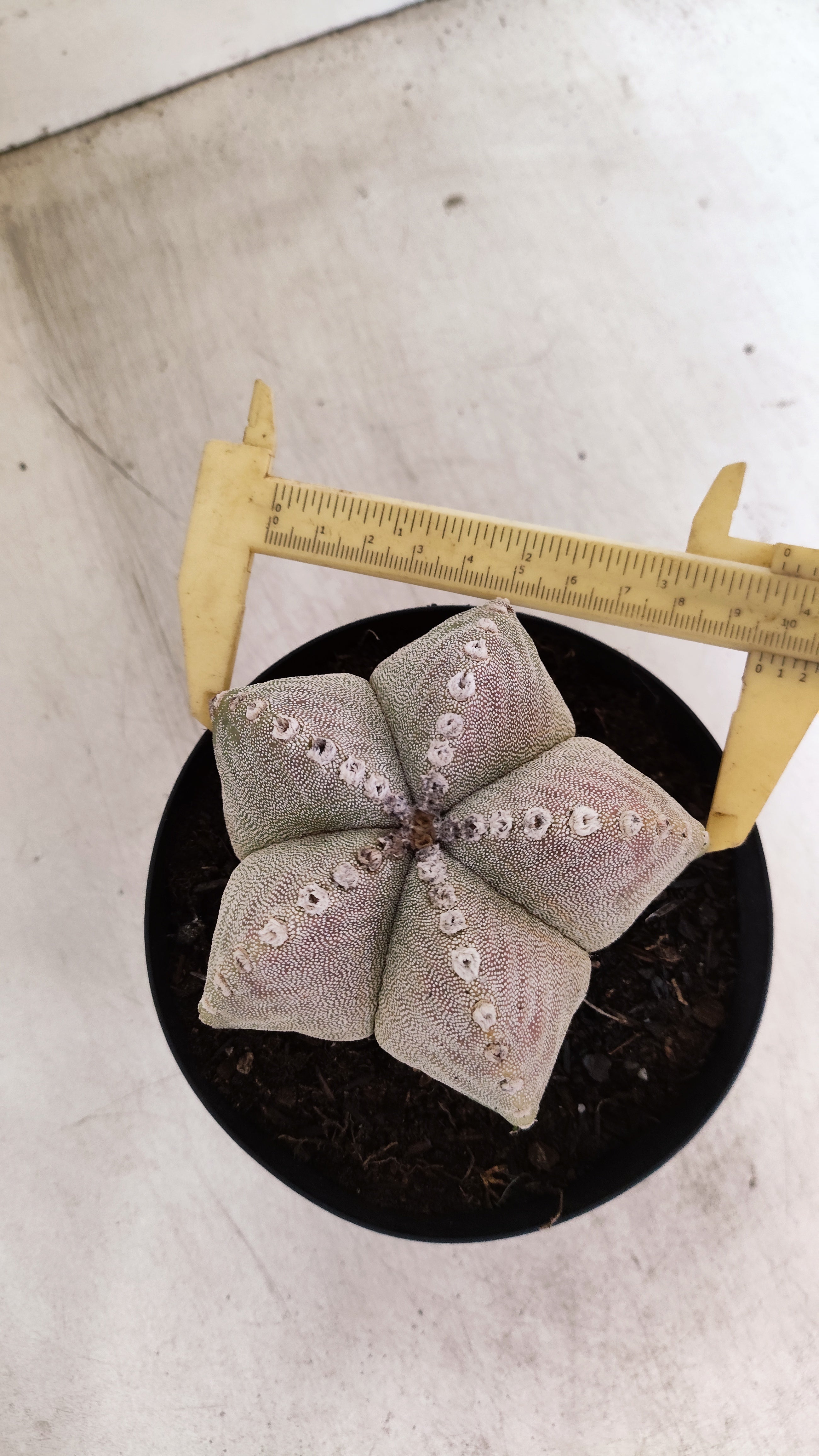 ASTROPHYTUM MYRIOSTIGMA  Nº 1191 – vaso 15