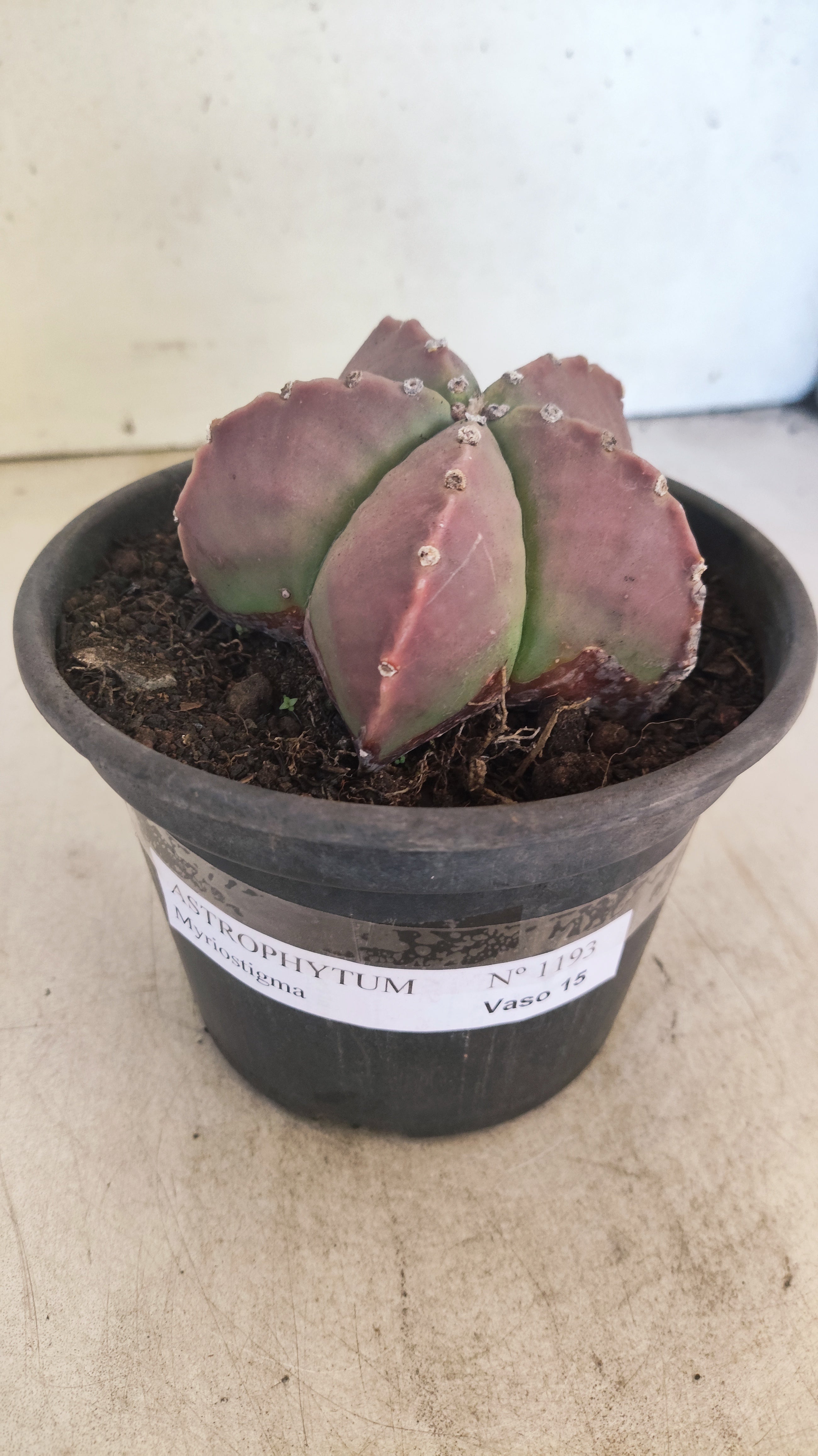 ASTROPHYTUM MYRIOSTIGMA  Nº 1193 – vaso 15