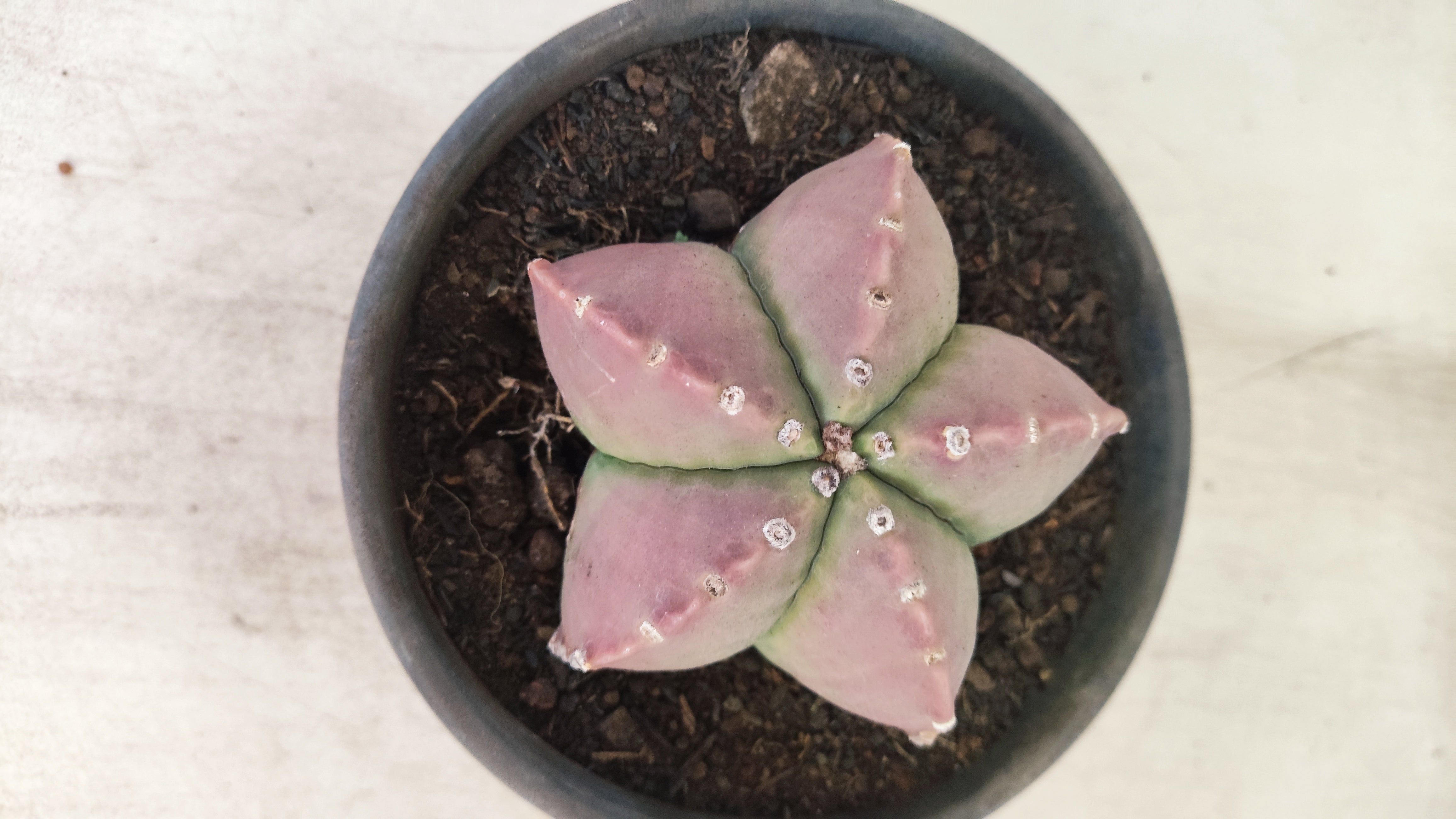 ASTROPHYTUM MYRIOSTIGMA  Nº 1193 – vaso 15