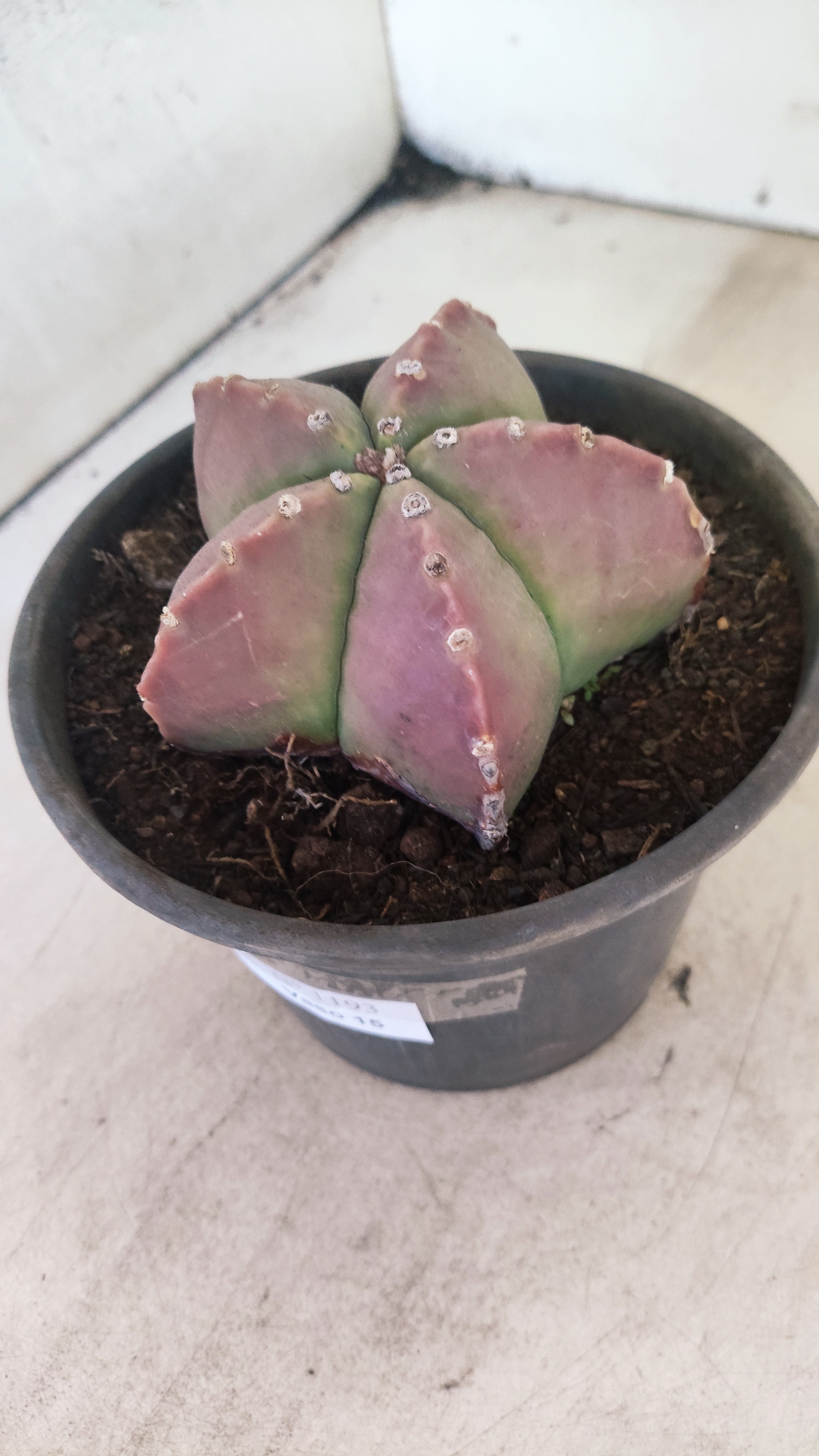 ASTROPHYTUM MYRIOSTIGMA  Nº 1193 – vaso 15