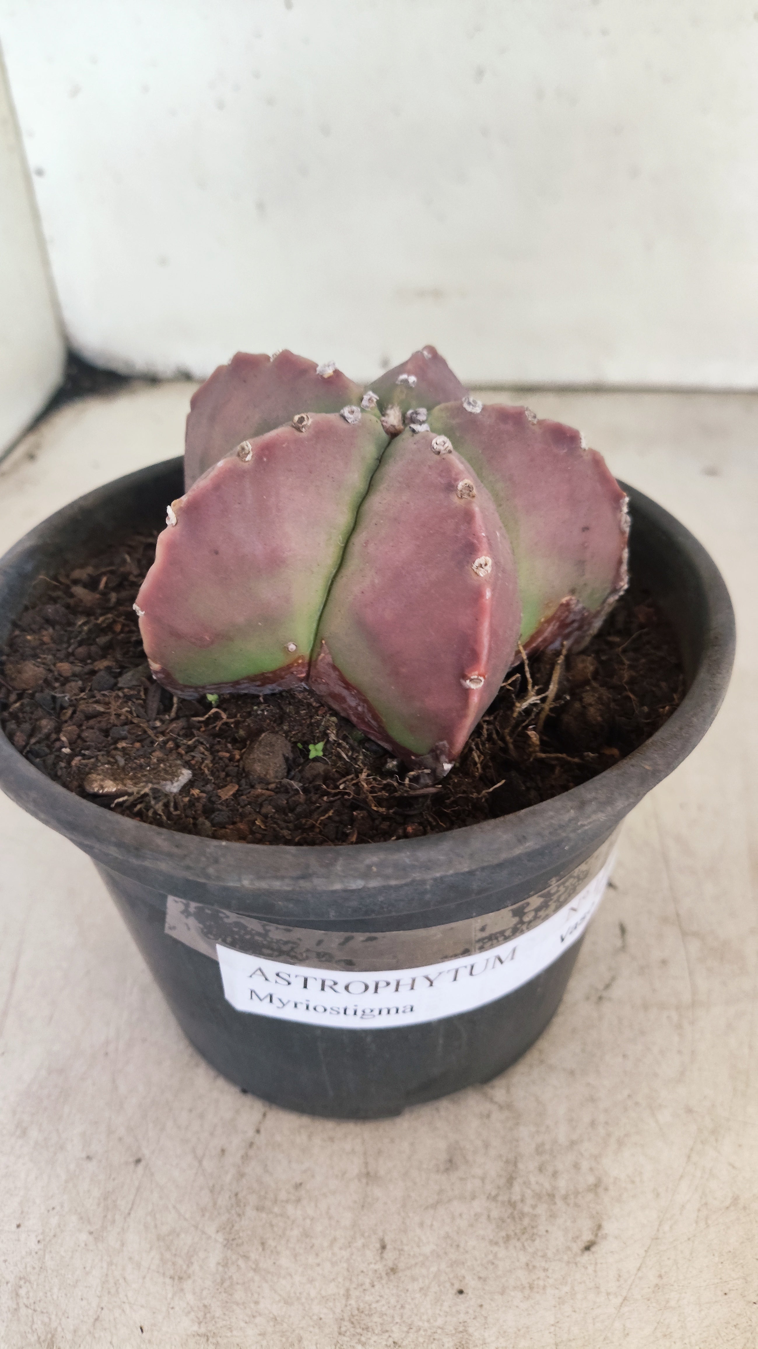ASTROPHYTUM MYRIOSTIGMA  Nº 1193 – vaso 15