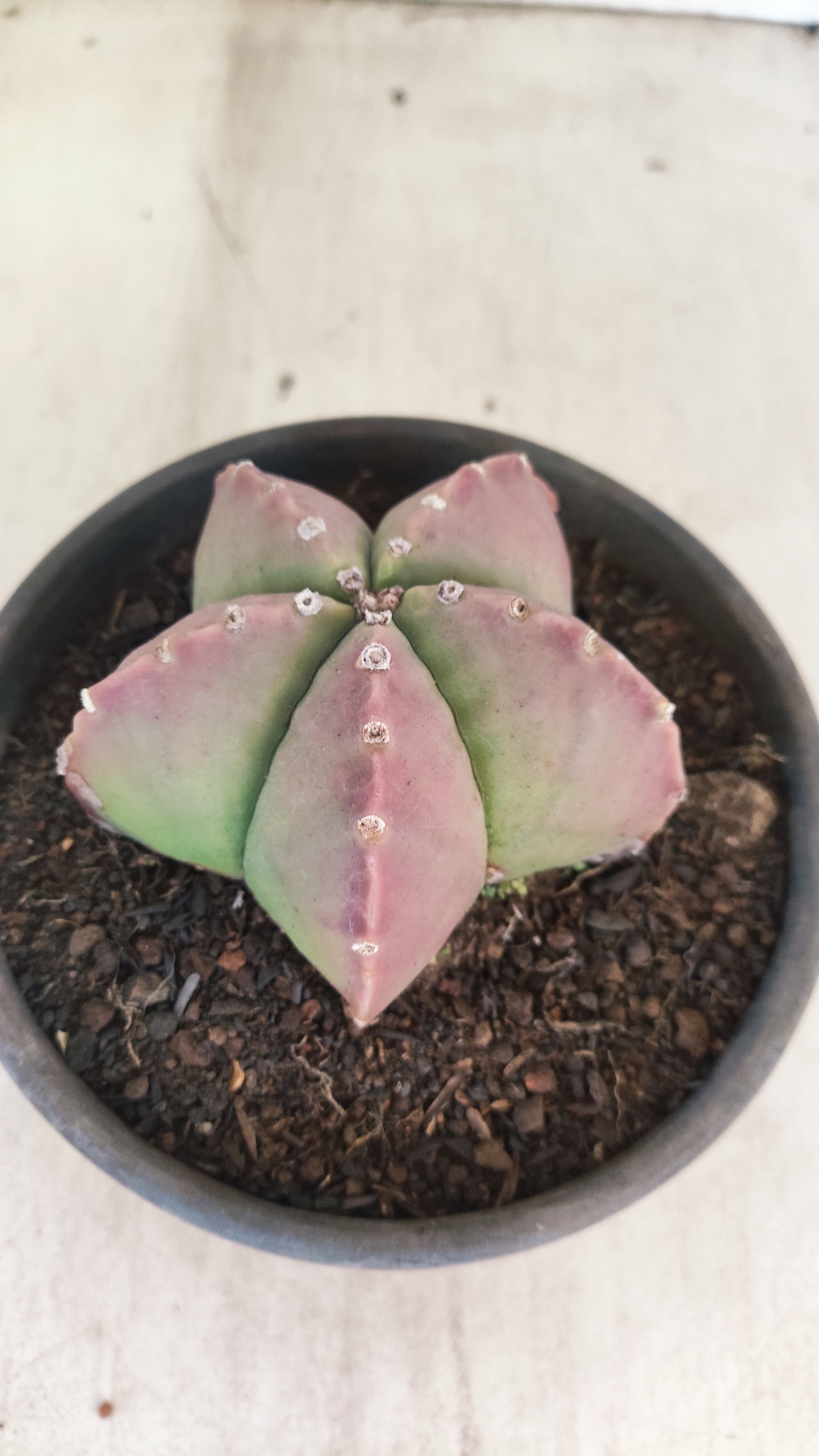 ASTROPHYTUM MYRIOSTIGMA  Nº 1193 – vaso 15