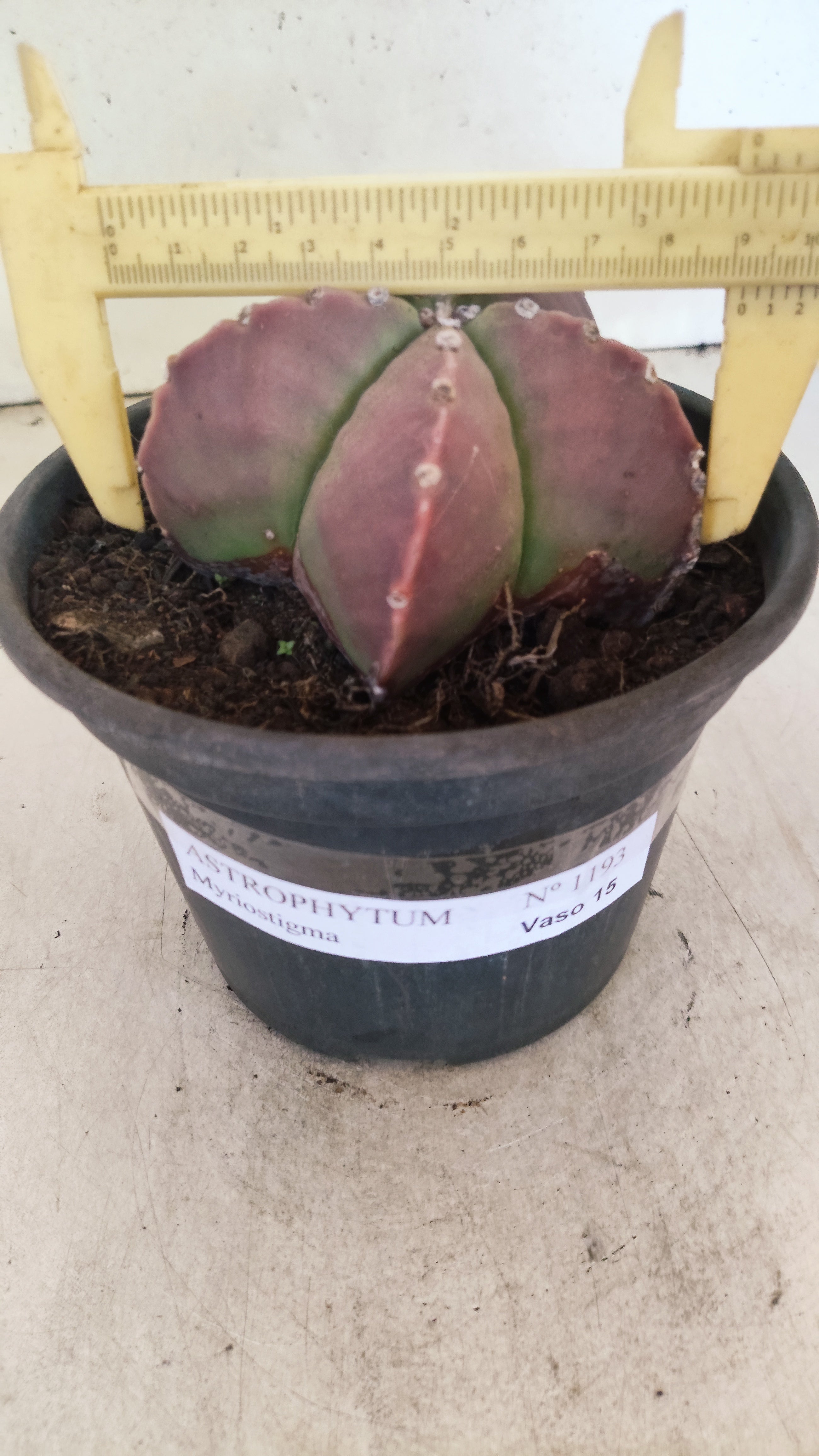 ASTROPHYTUM MYRIOSTIGMA  Nº 1193 – vaso 15