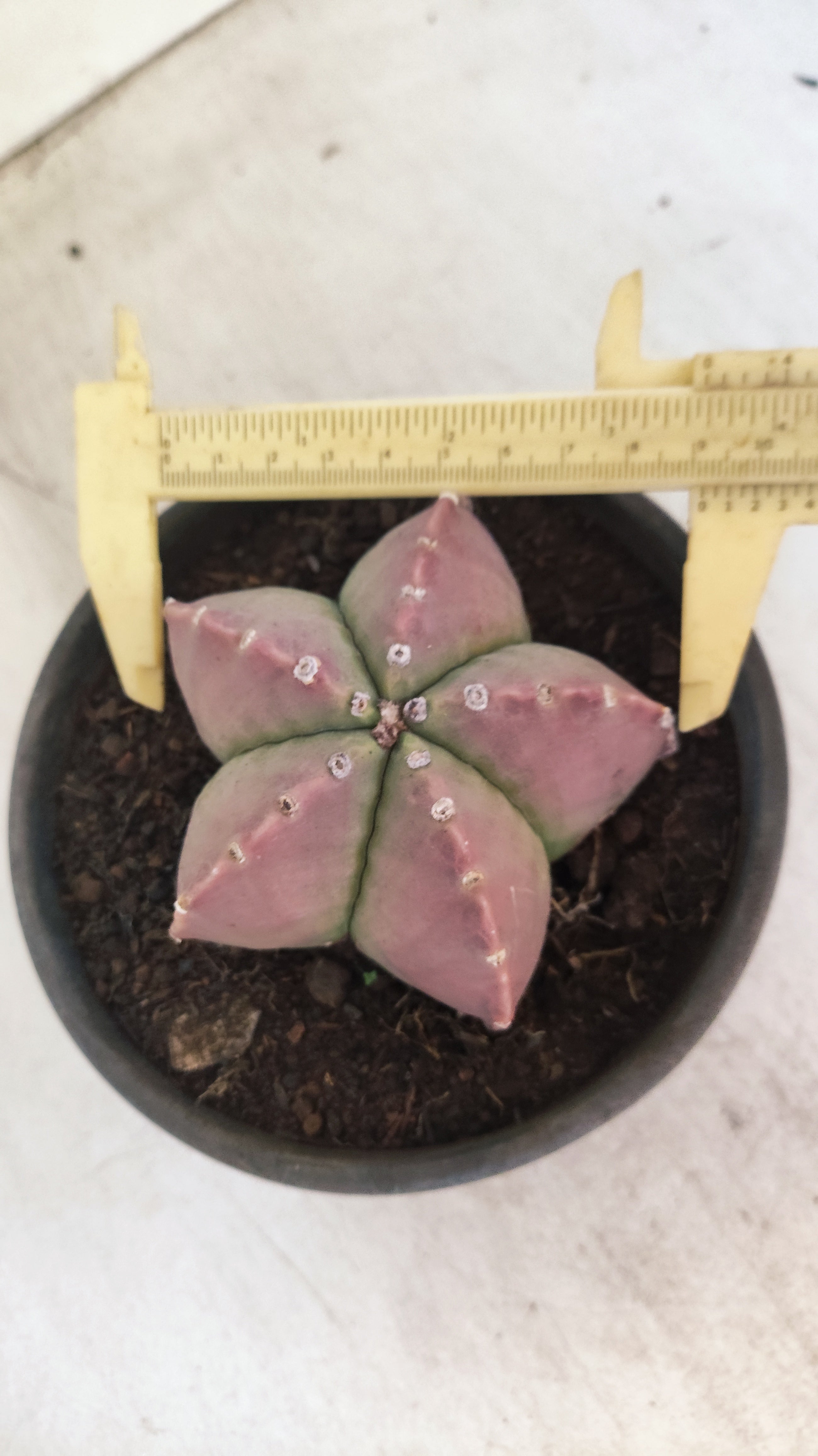 ASTROPHYTUM MYRIOSTIGMA  Nº 1193 – vaso 15
