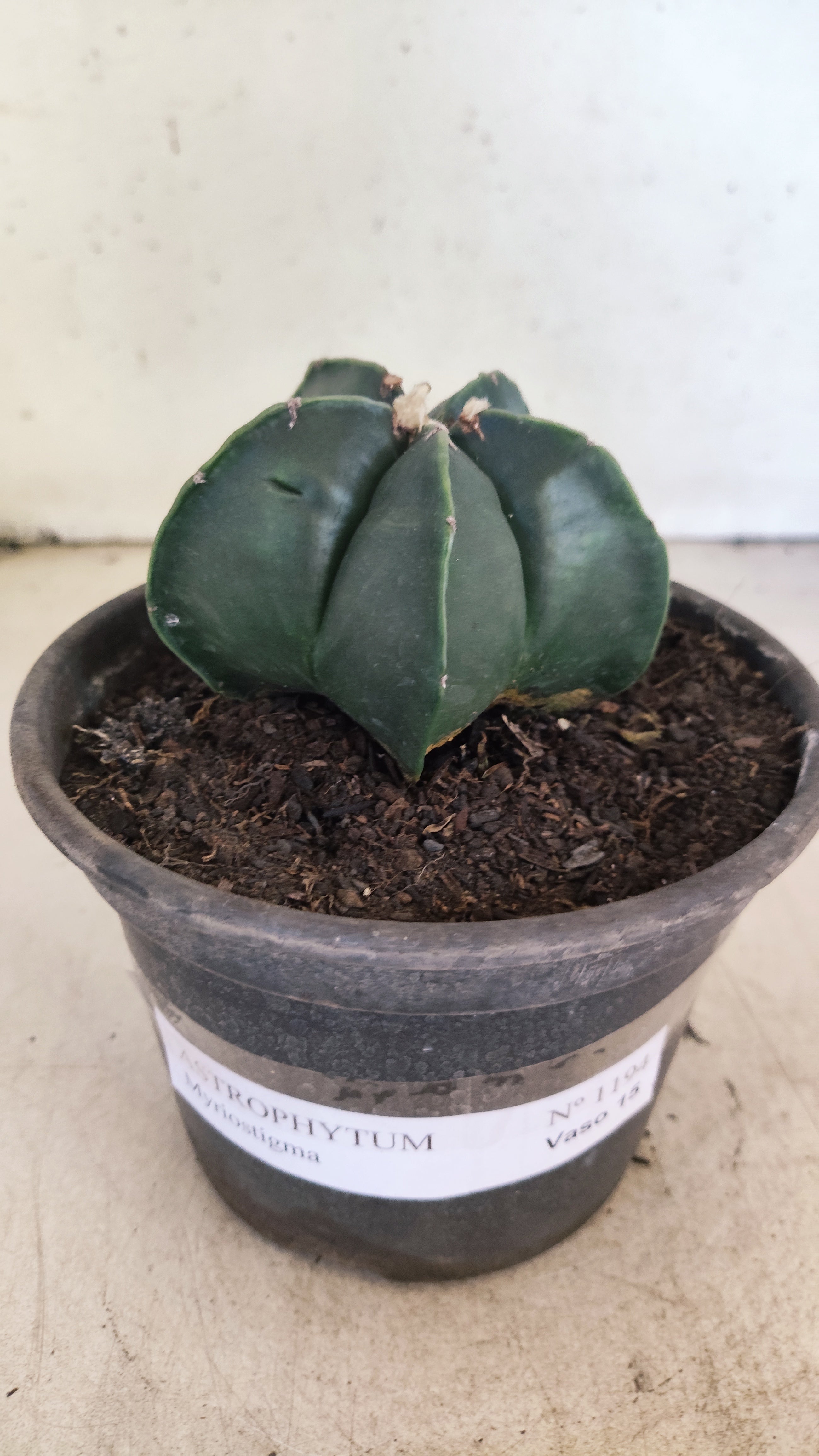 ASTROPHYTUM MYRIOSTIGMA "NUDUM"  Nº 1194 – vaso 15