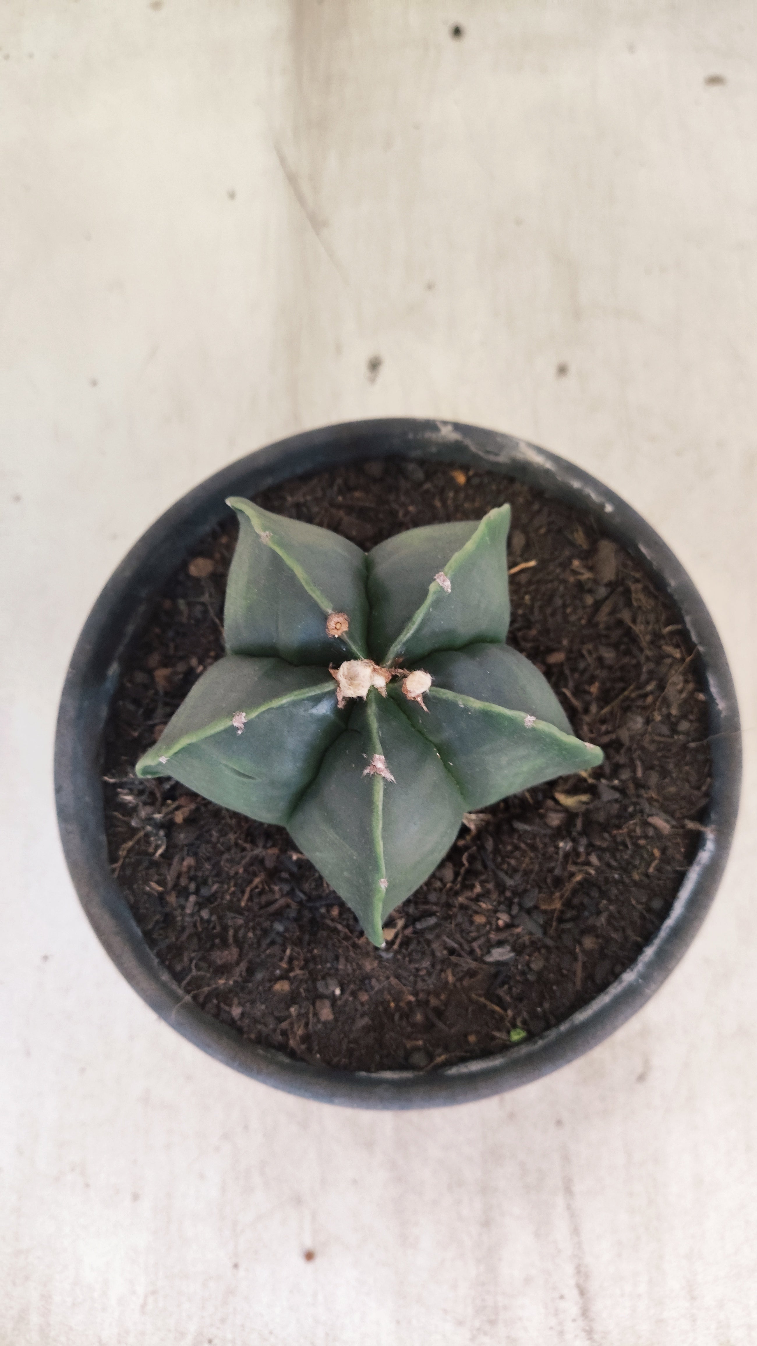 ASTROPHYTUM MYRIOSTIGMA "NUDUM"  Nº 1194 – vaso 15