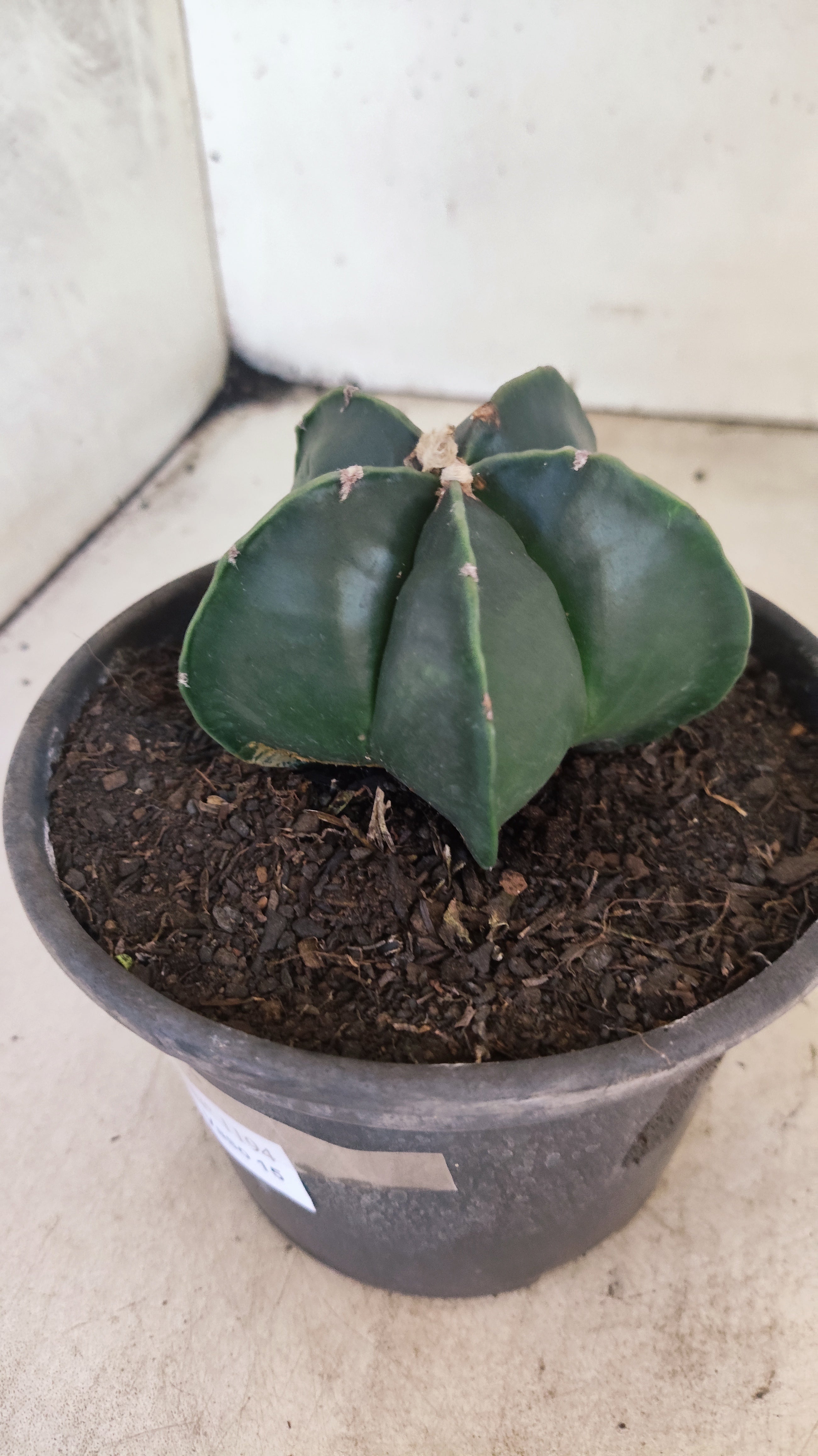 ASTROPHYTUM MYRIOSTIGMA "NUDUM"  Nº 1194 – vaso 15