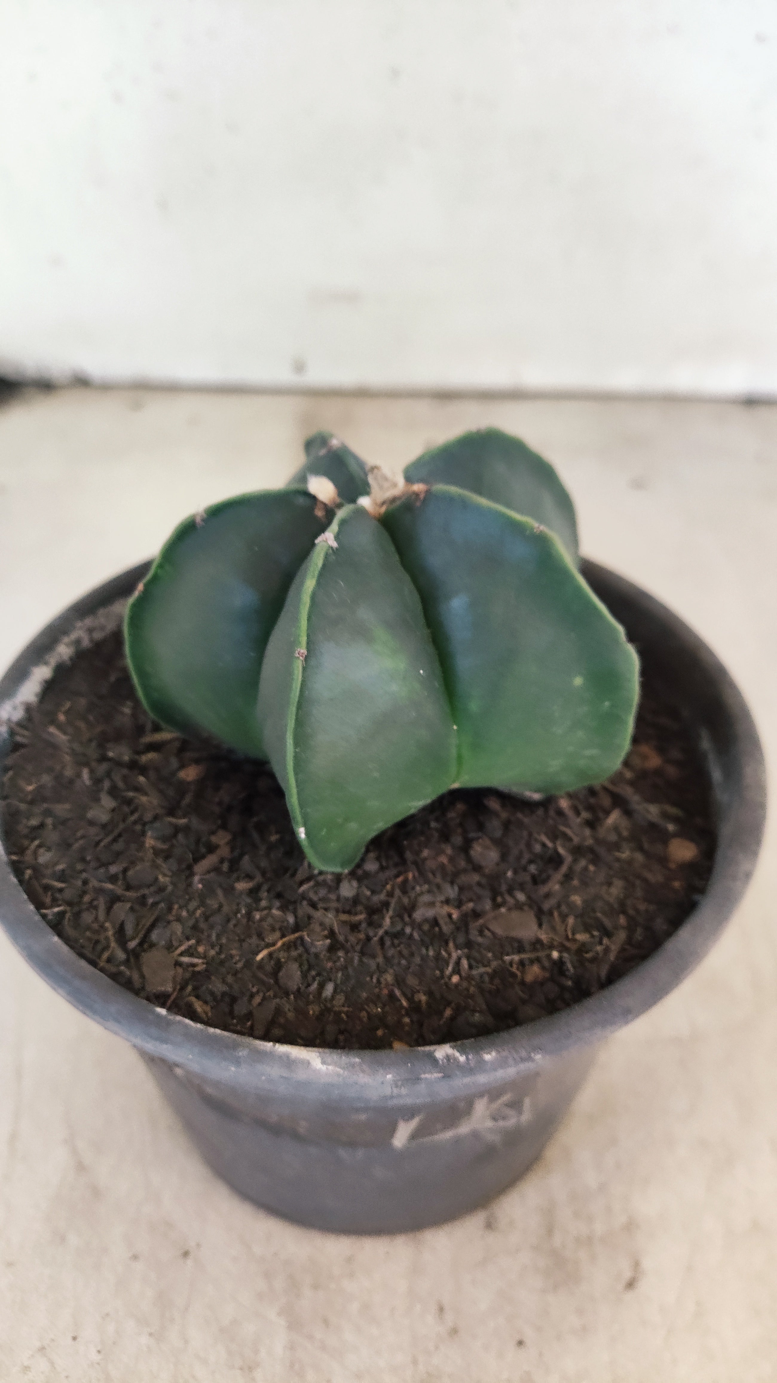 ASTROPHYTUM MYRIOSTIGMA "NUDUM"  Nº 1194 – vaso 15