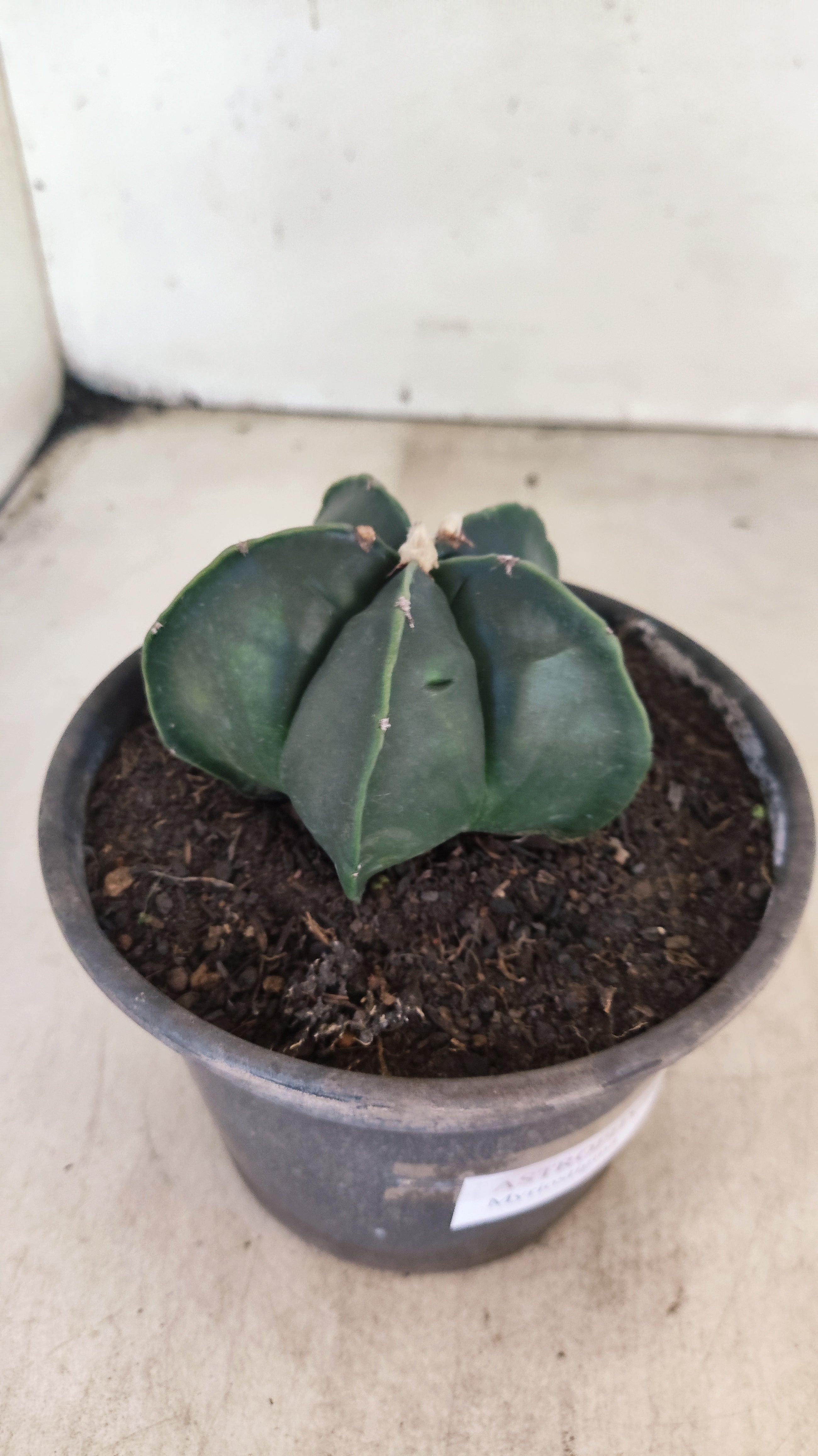 ASTROPHYTUM MYRIOSTIGMA "NUDUM"  Nº 1194 – vaso 15