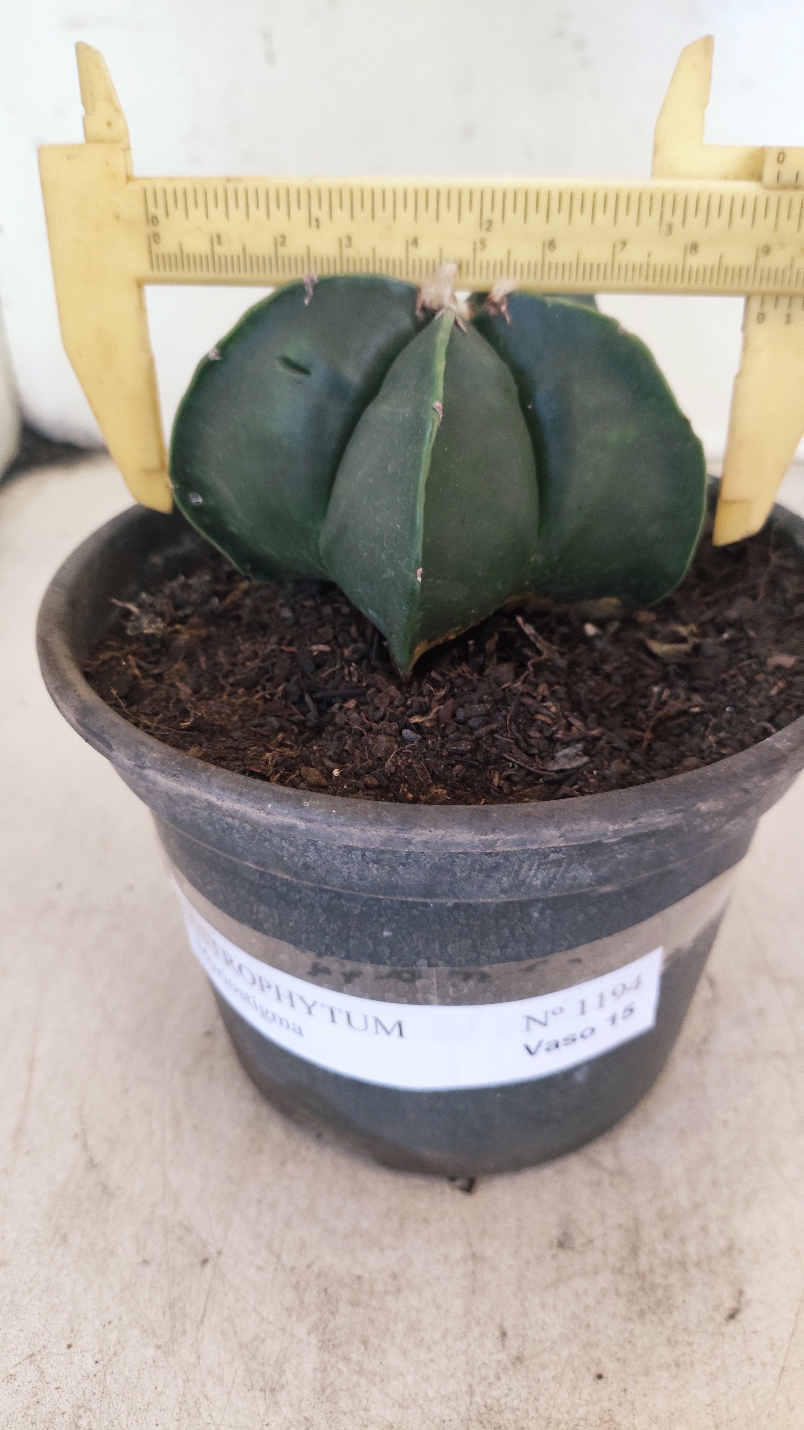 ASTROPHYTUM MYRIOSTIGMA "NUDUM"  Nº 1194 – vaso 15