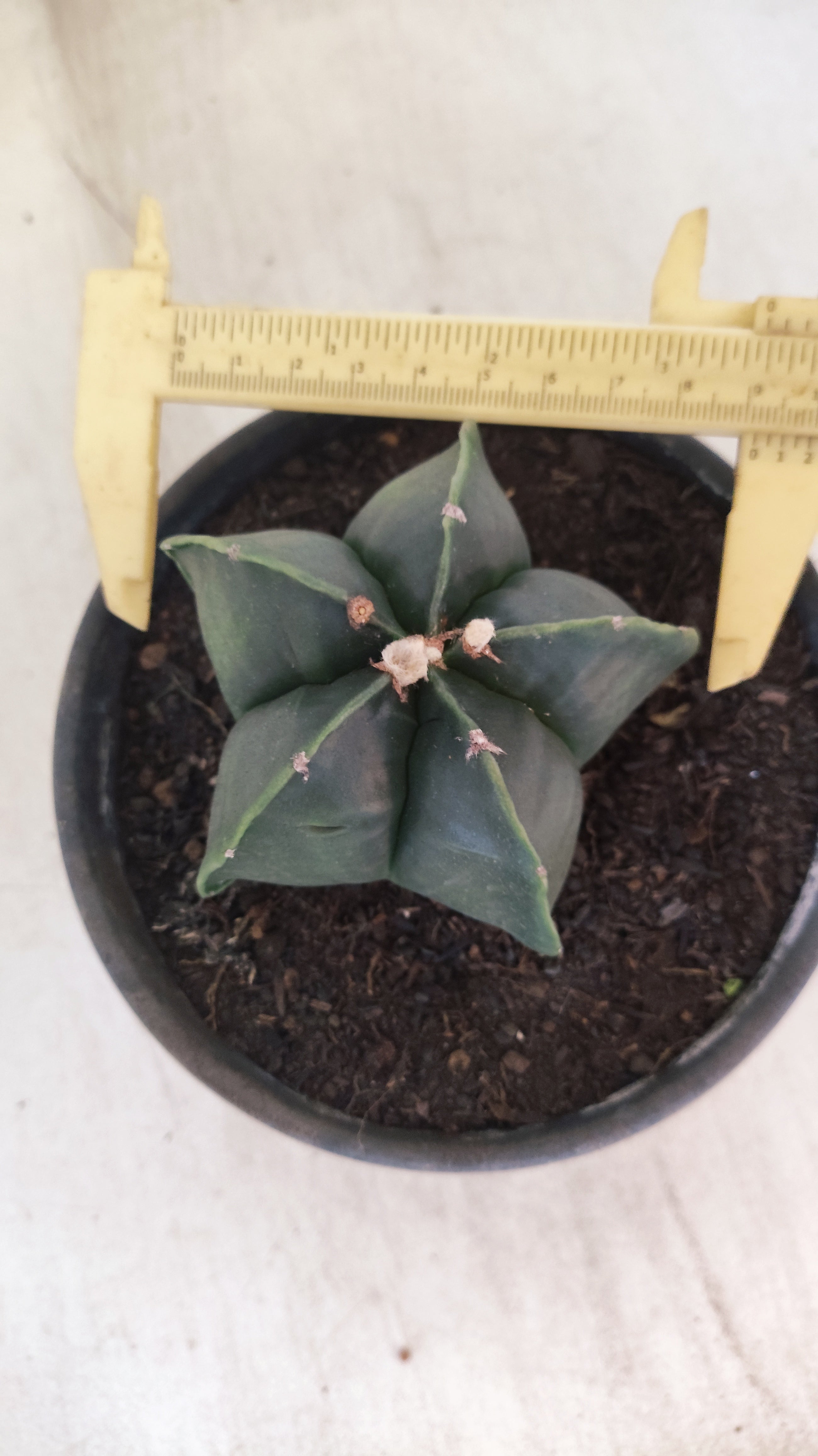 ASTROPHYTUM MYRIOSTIGMA "NUDUM"  Nº 1194 – vaso 15