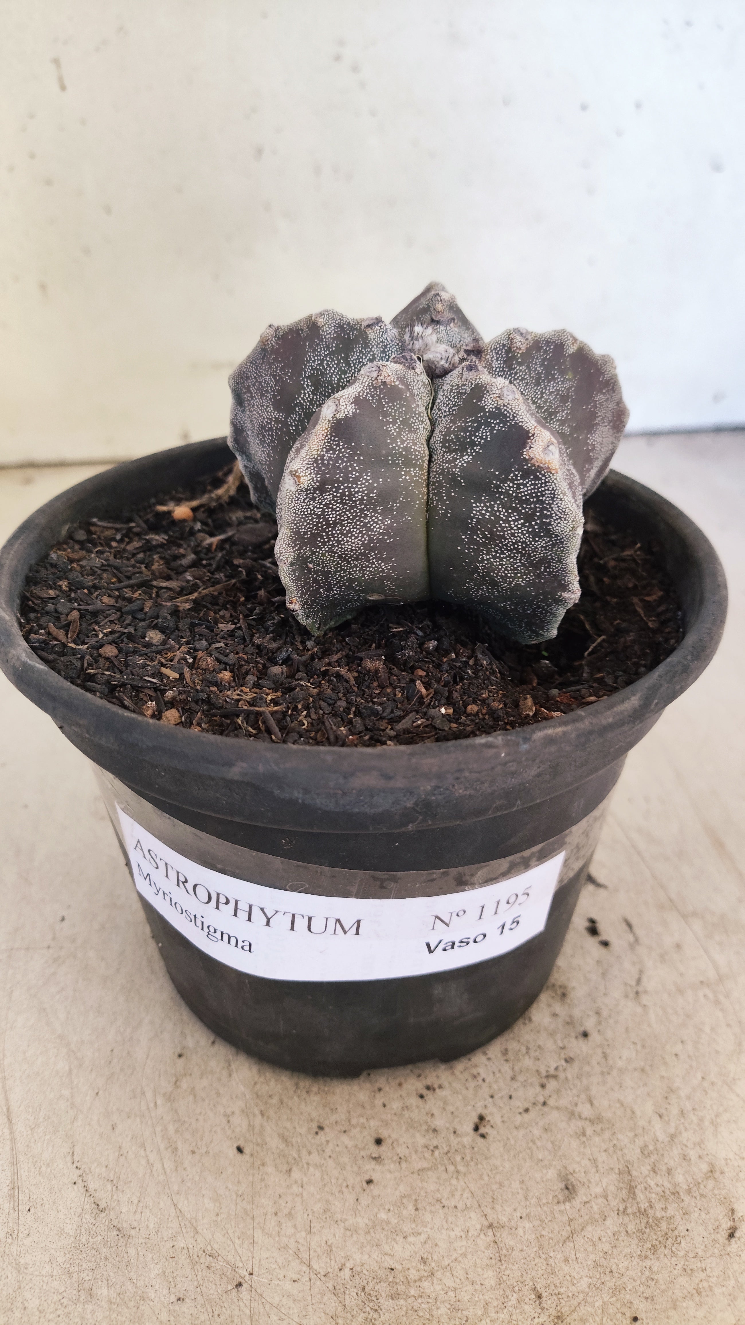ASTROPHYTUM MYRIOSTIGMA Nº 1195 – vaso 15