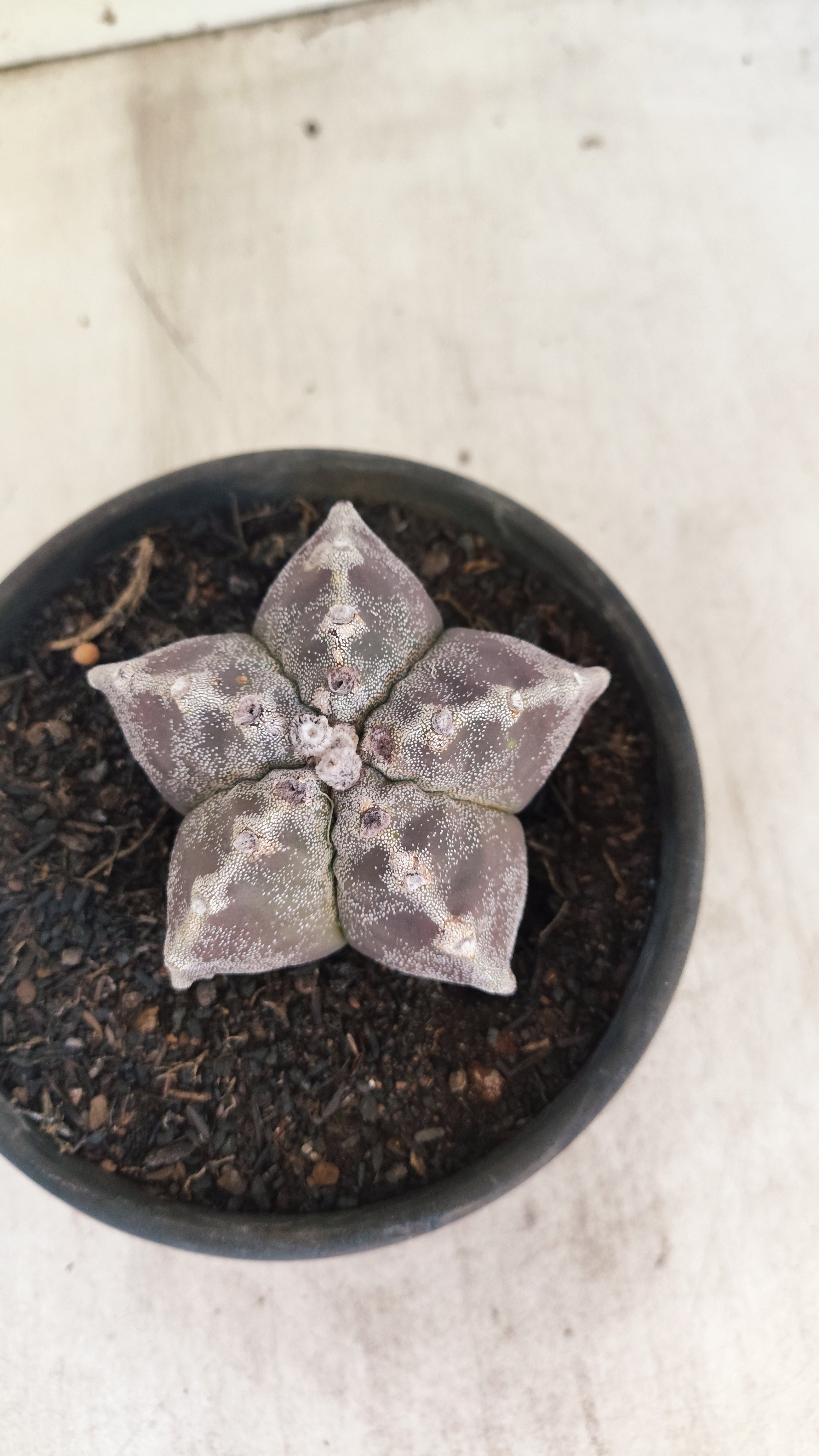 ASTROPHYTUM MYRIOSTIGMA Nº 1195 – vaso 15