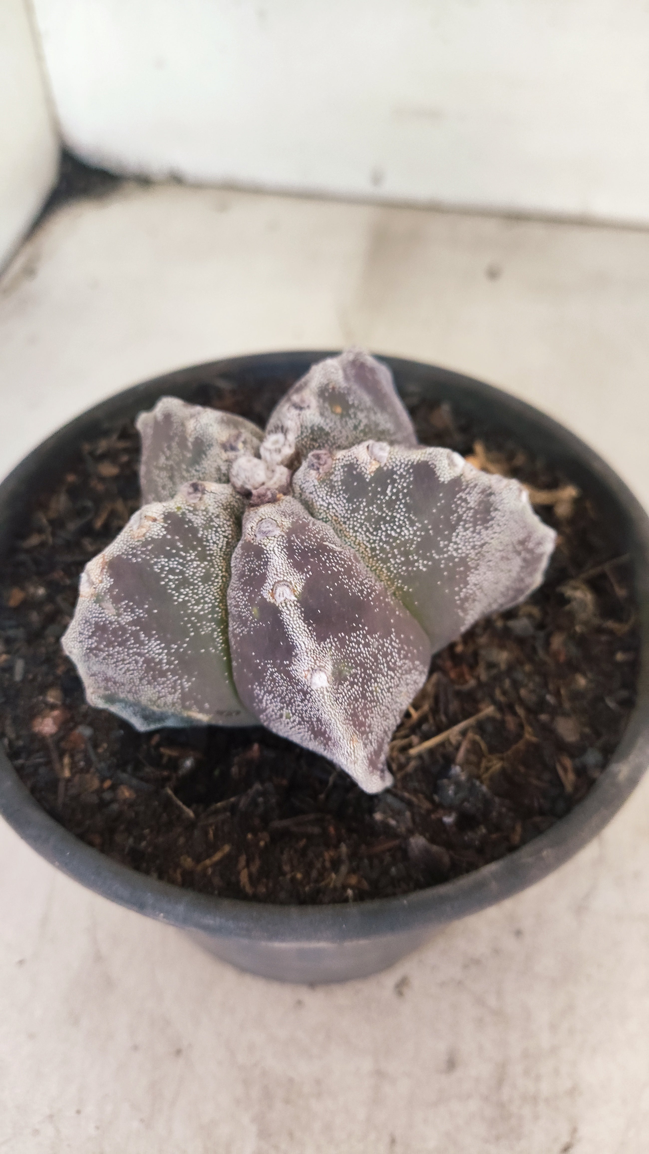 ASTROPHYTUM MYRIOSTIGMA Nº 1195 – vaso 15