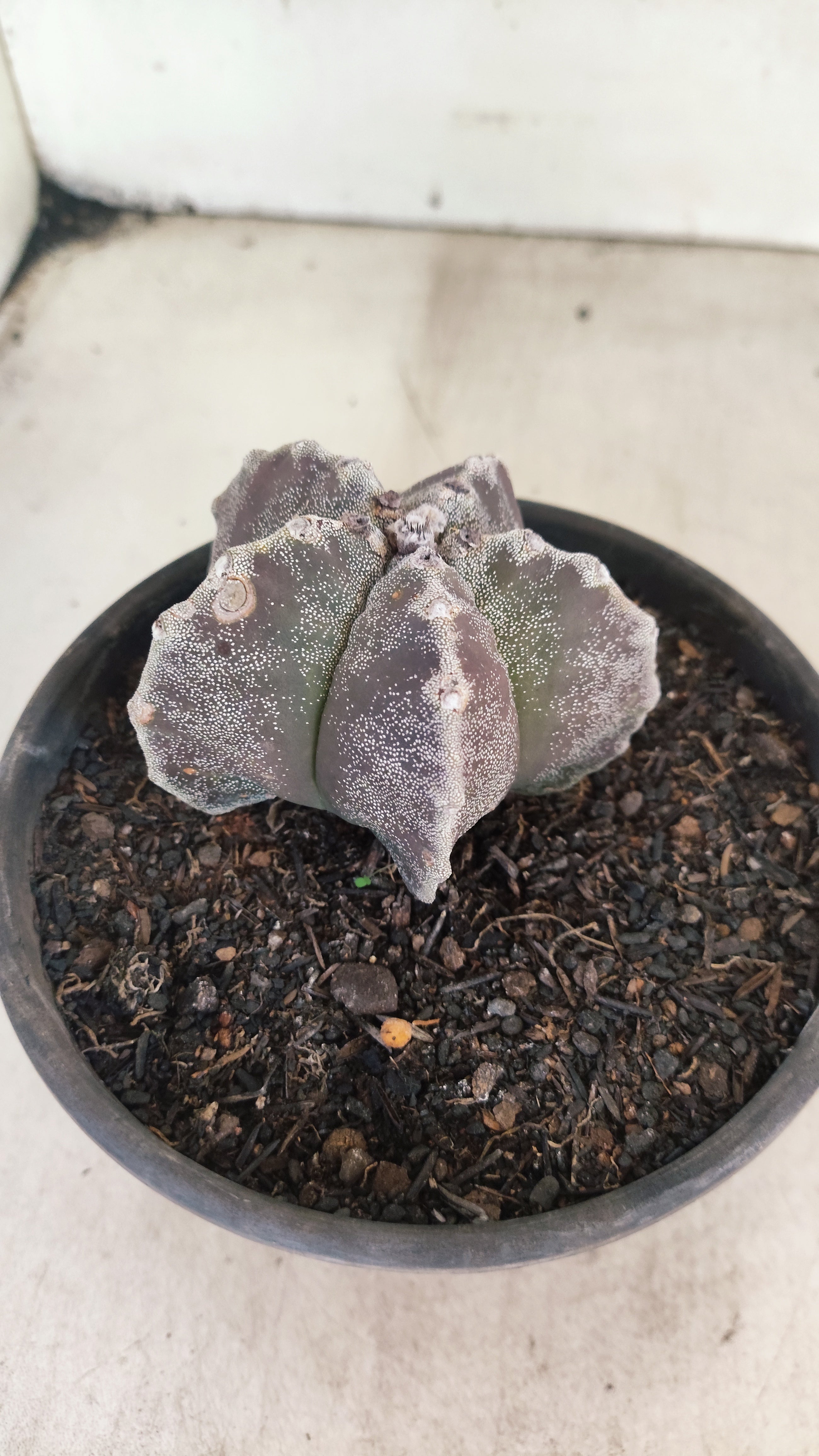 ASTROPHYTUM MYRIOSTIGMA Nº 1195 – vaso 15