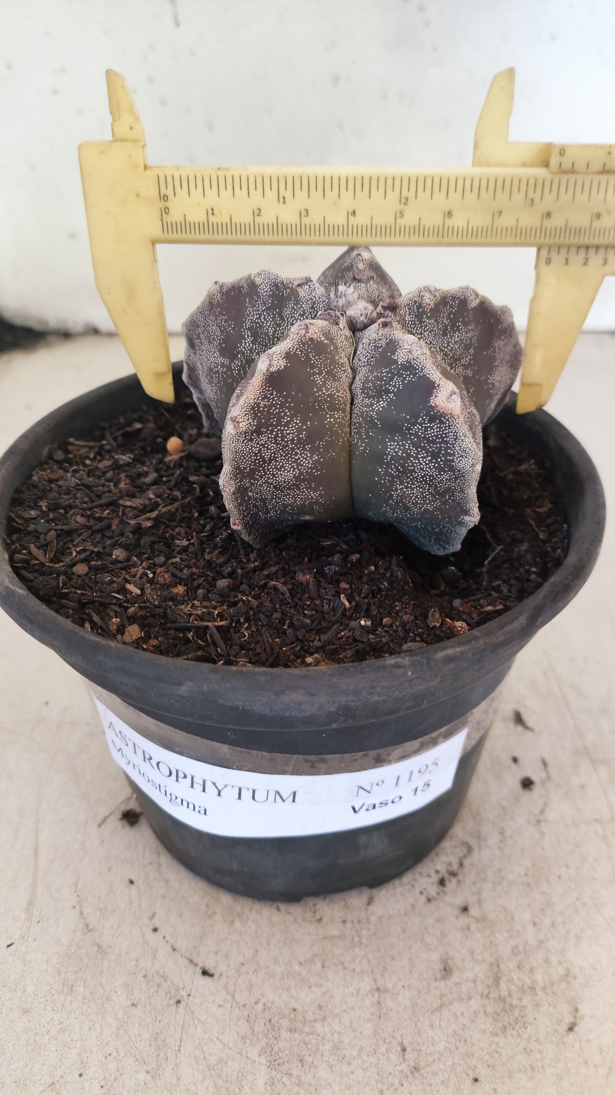 ASTROPHYTUM MYRIOSTIGMA Nº 1195 – vaso 15