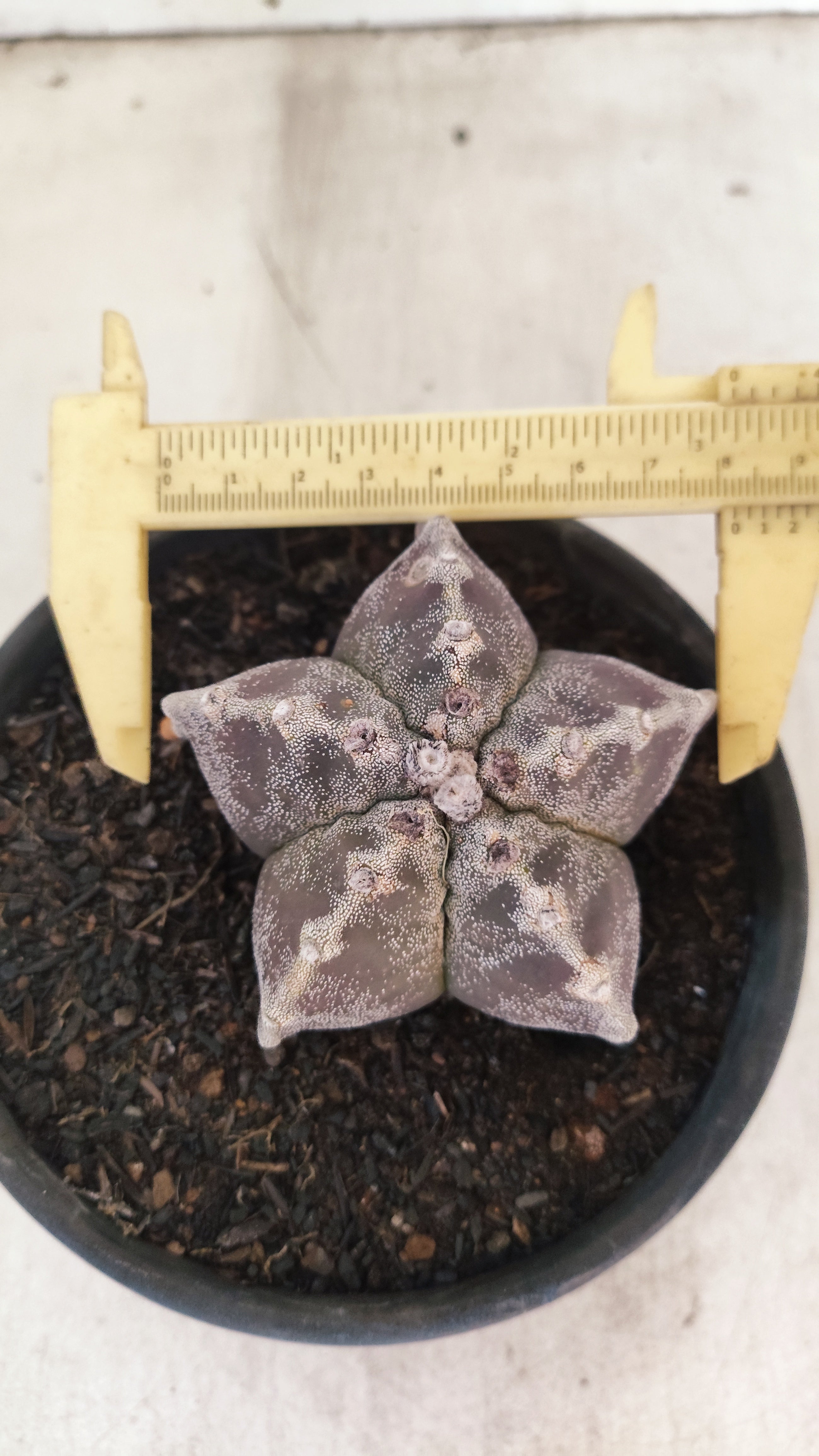 ASTROPHYTUM MYRIOSTIGMA Nº 1195 – vaso 15
