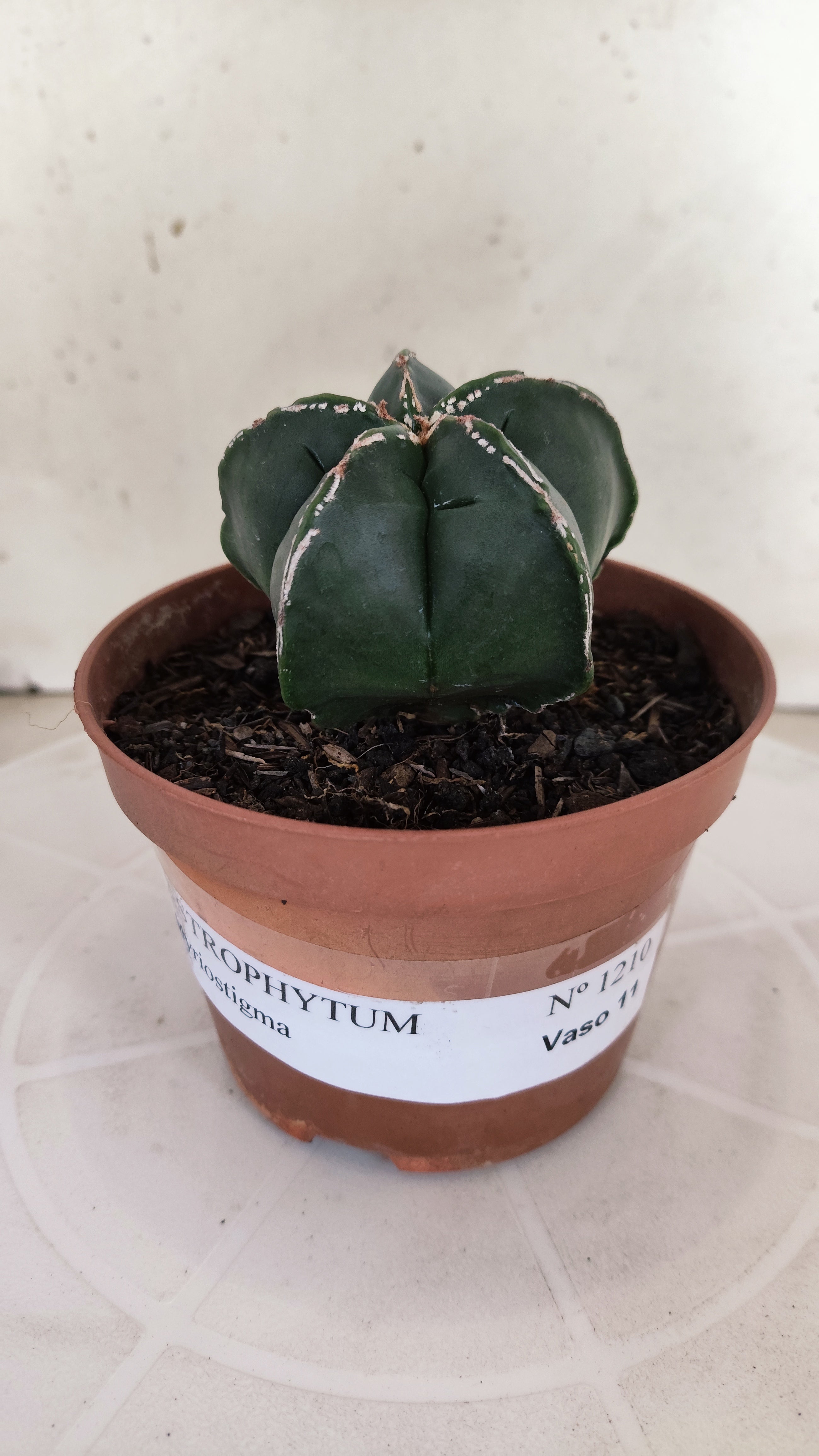 ASTROPHYTUM MYRIOSTIGMA Nº 1210 – vaso 11