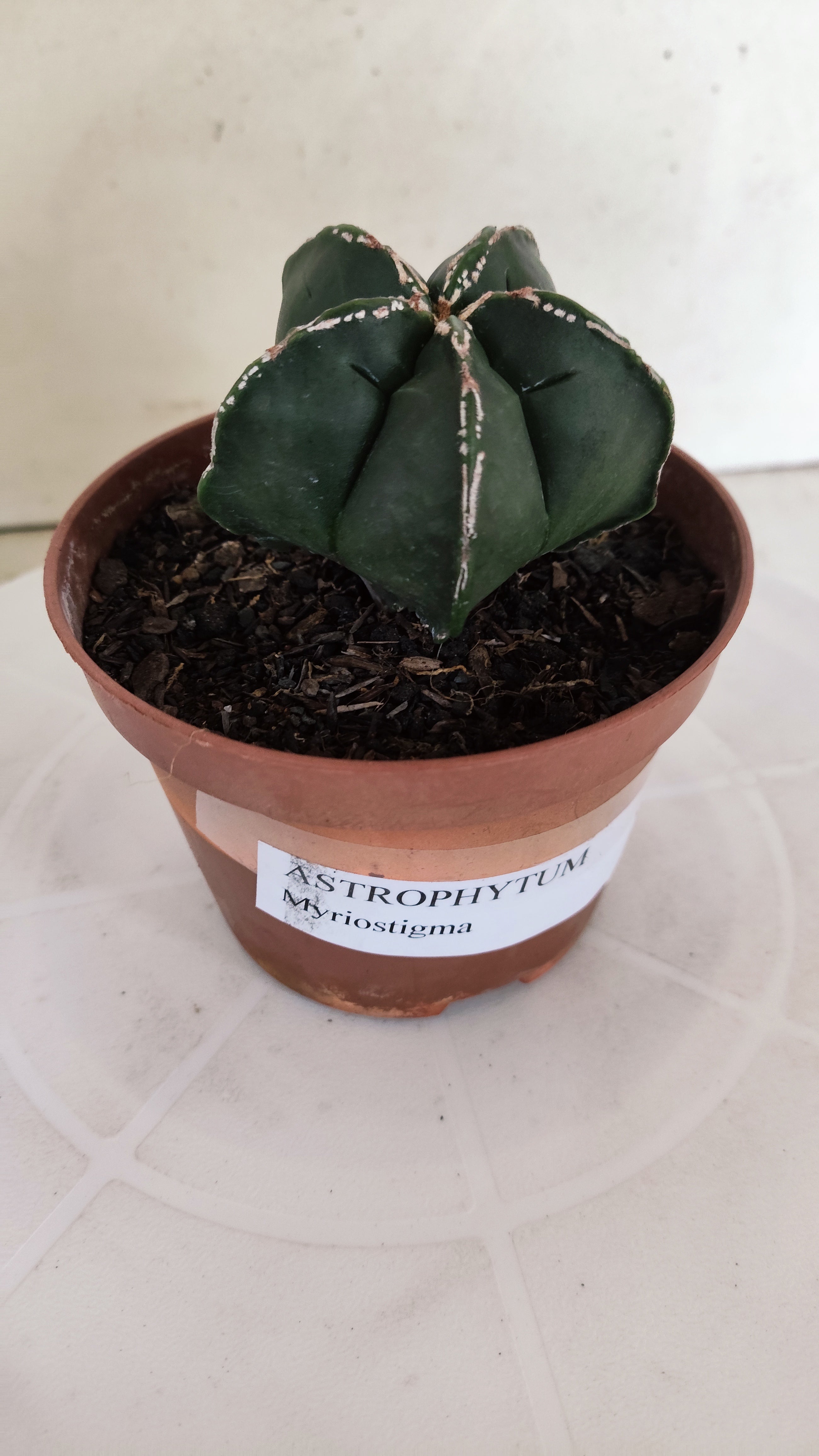 ASTROPHYTUM MYRIOSTIGMA Nº 1210 – vaso 11