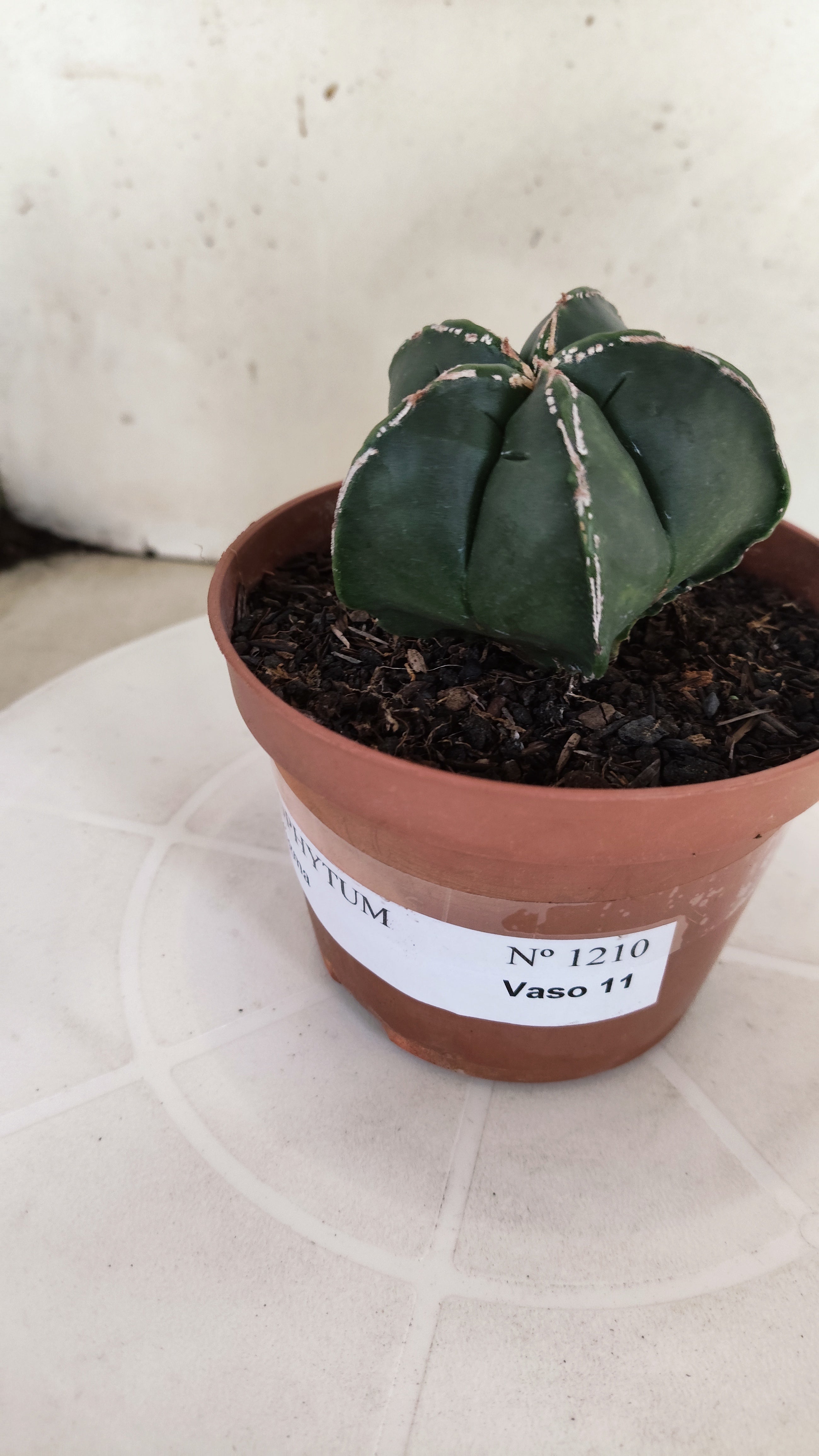 ASTROPHYTUM MYRIOSTIGMA Nº 1210 – vaso 11