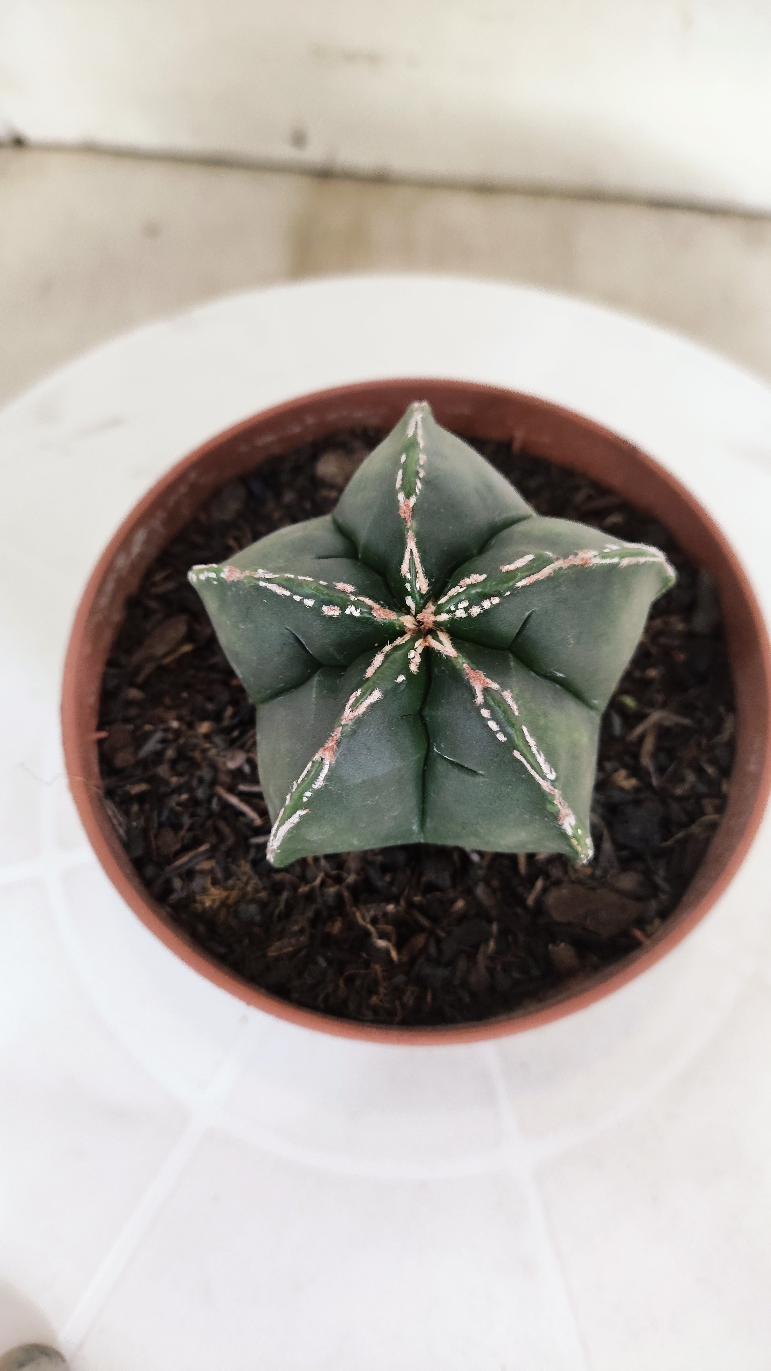 ASTROPHYTUM MYRIOSTIGMA Nº 1210 – vaso 11