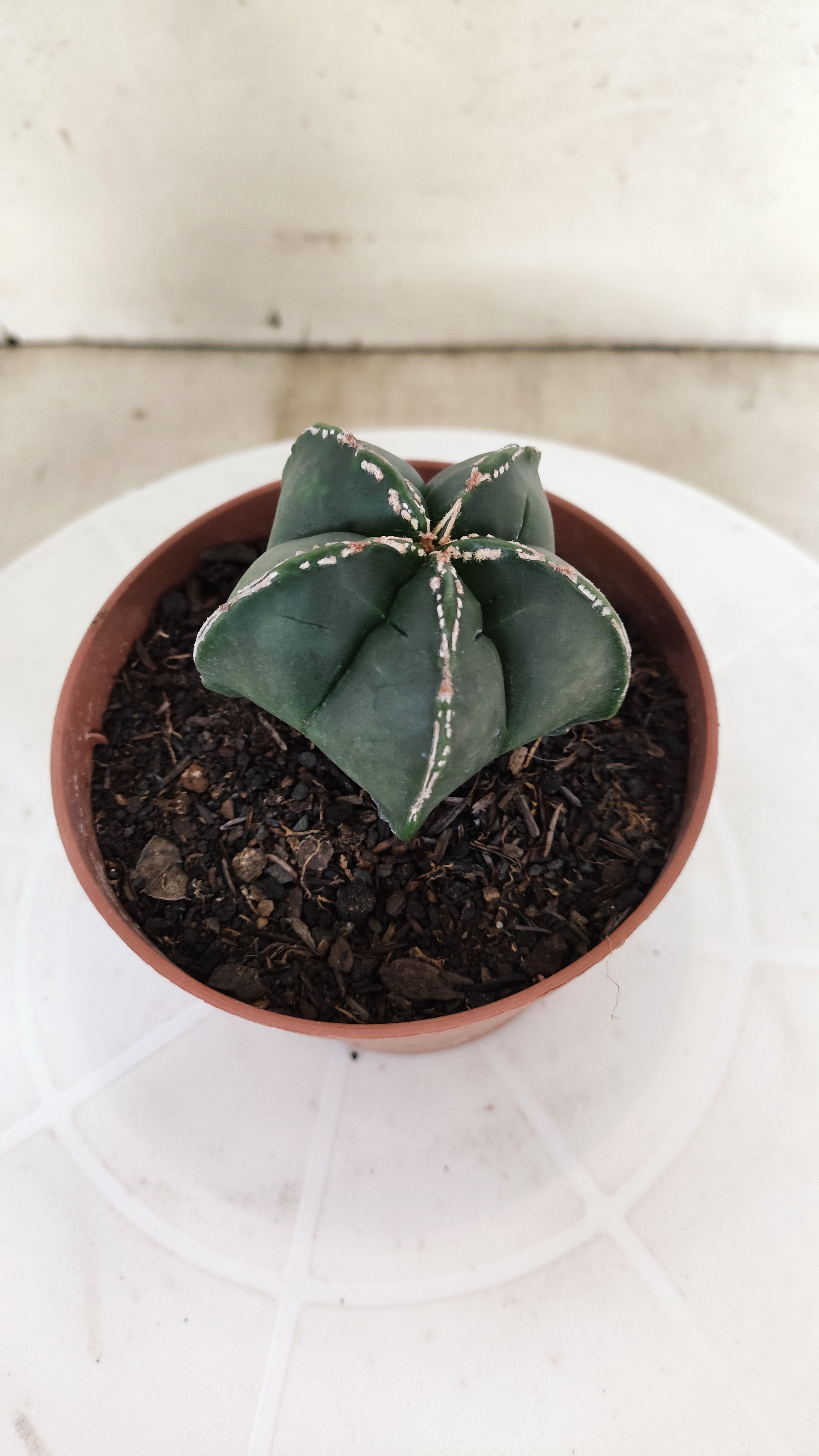 ASTROPHYTUM MYRIOSTIGMA Nº 1210 – vaso 11