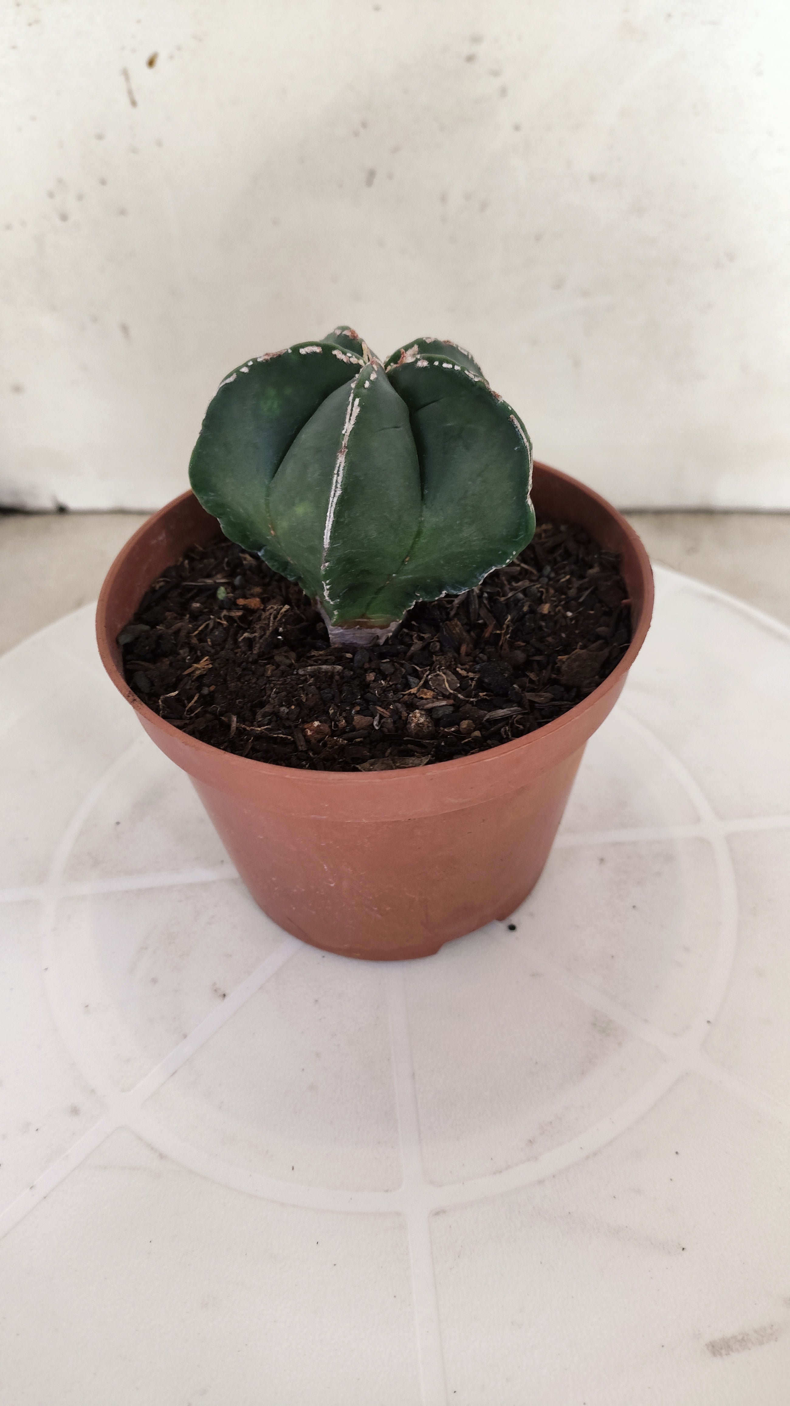 ASTROPHYTUM MYRIOSTIGMA Nº 1210 – vaso 11