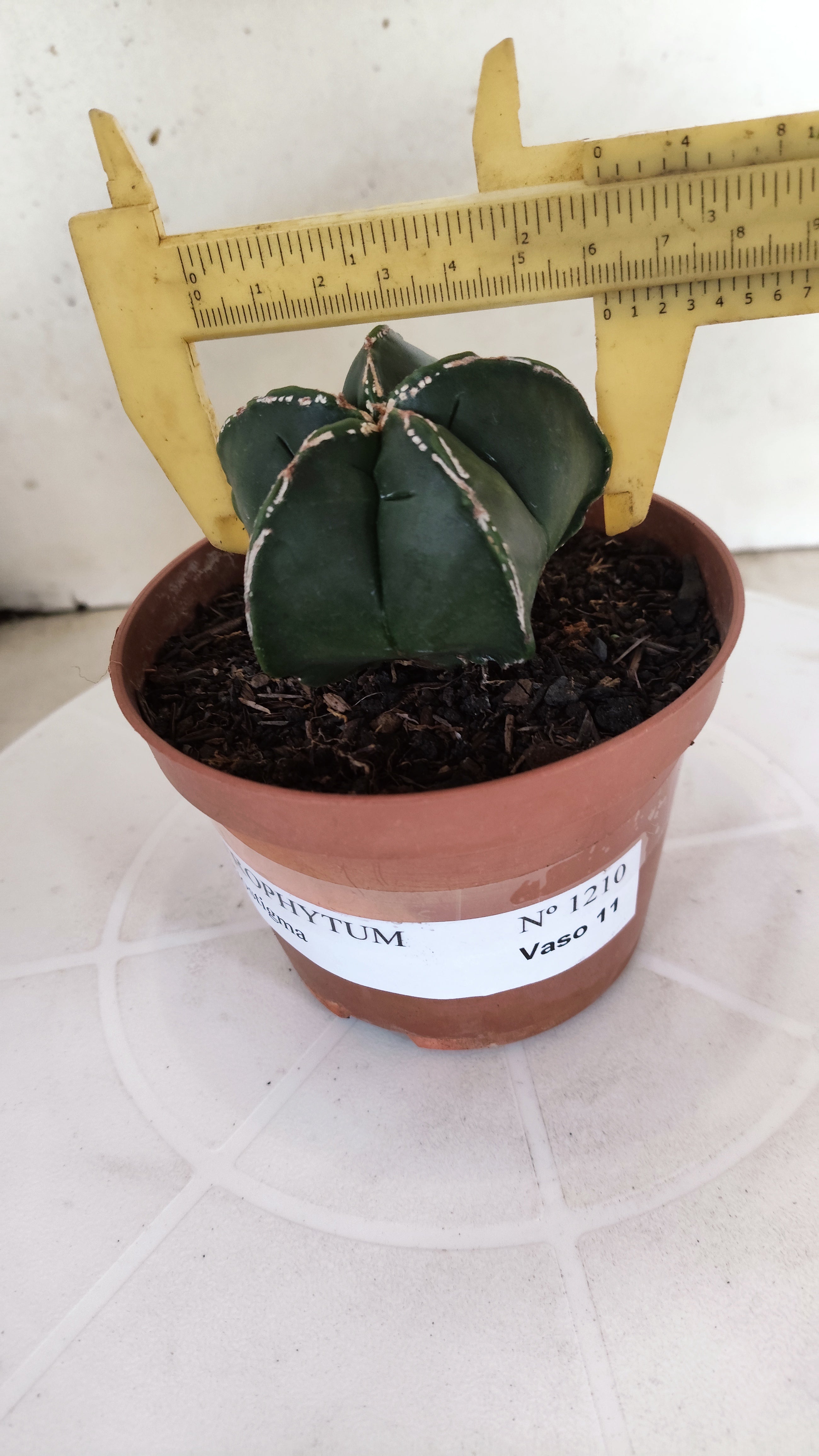 ASTROPHYTUM MYRIOSTIGMA Nº 1210 – vaso 11