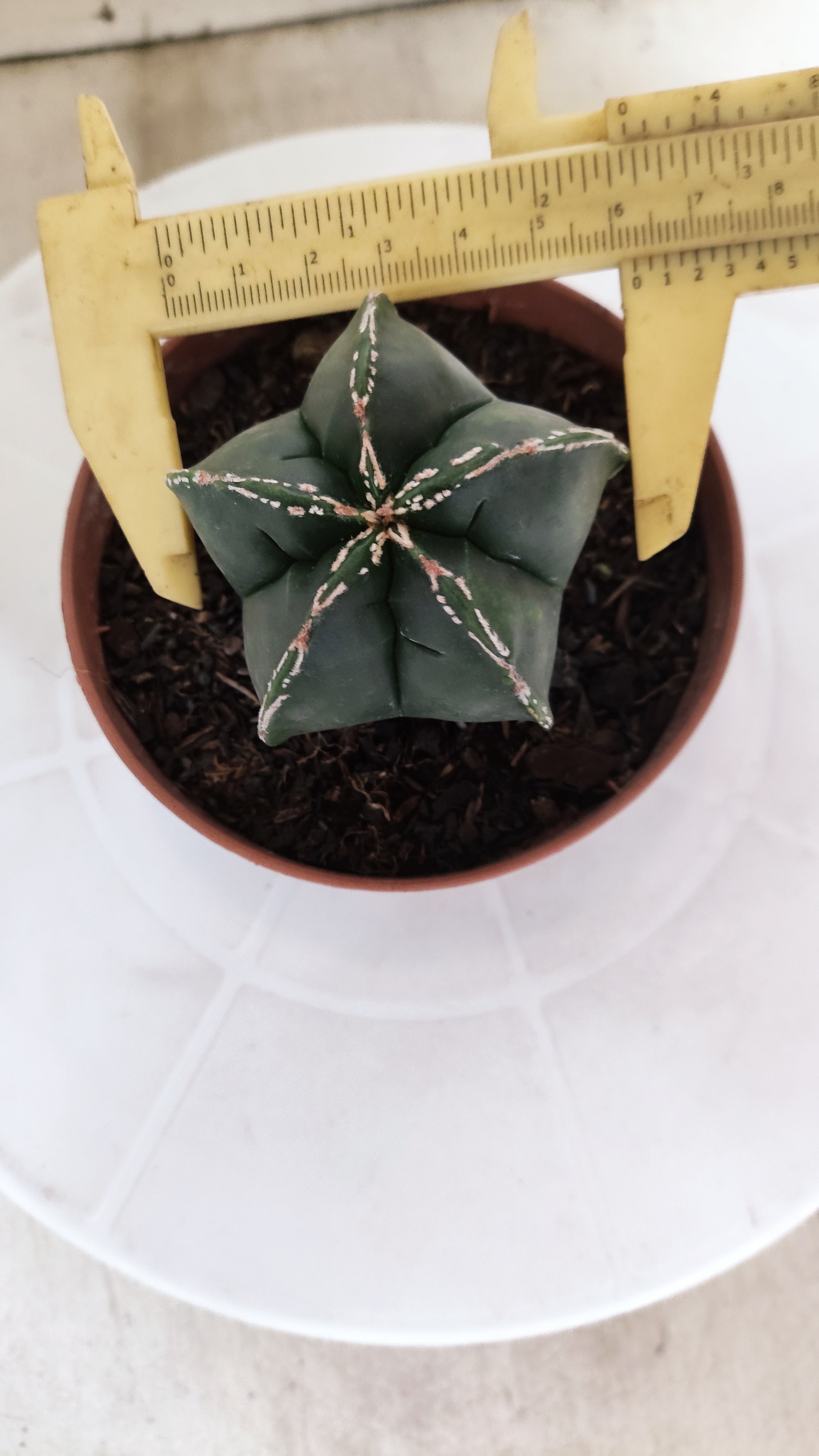 ASTROPHYTUM MYRIOSTIGMA Nº 1210 – vaso 11
