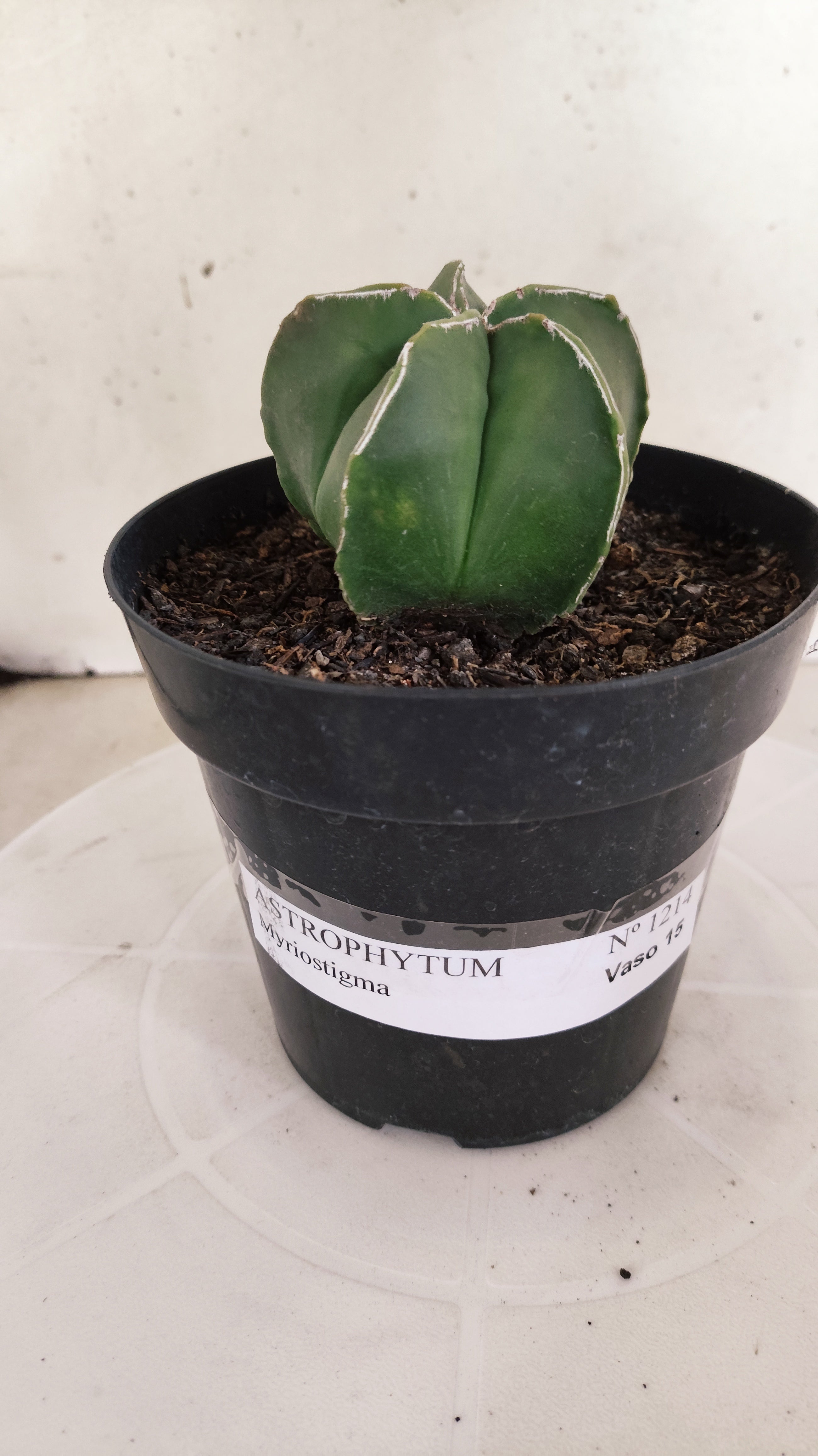 ASTROPHYTUM MYRIOSTIGMA Nº 1214 – vaso 15