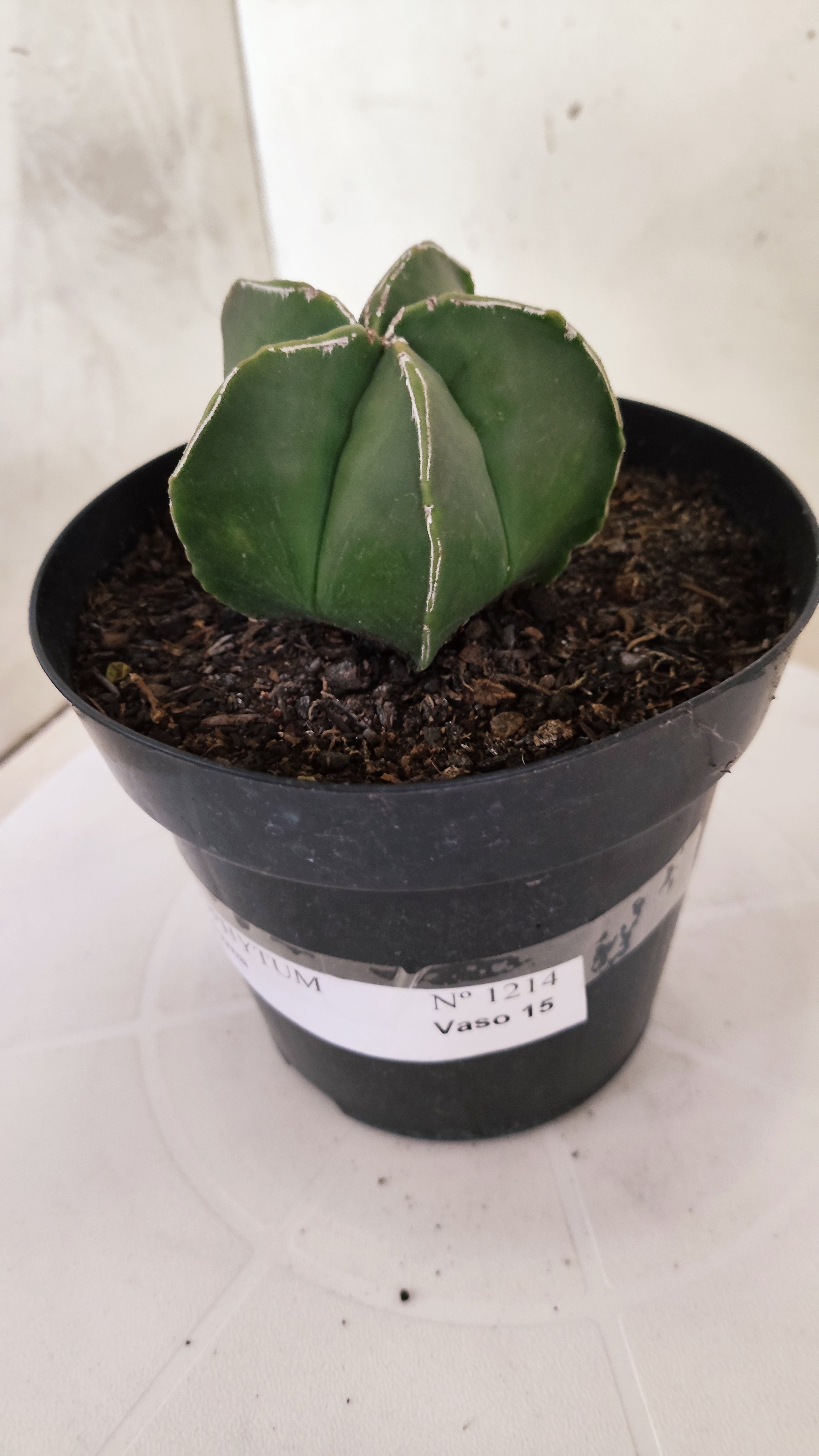 ASTROPHYTUM MYRIOSTIGMA Nº 1214 – vaso 15