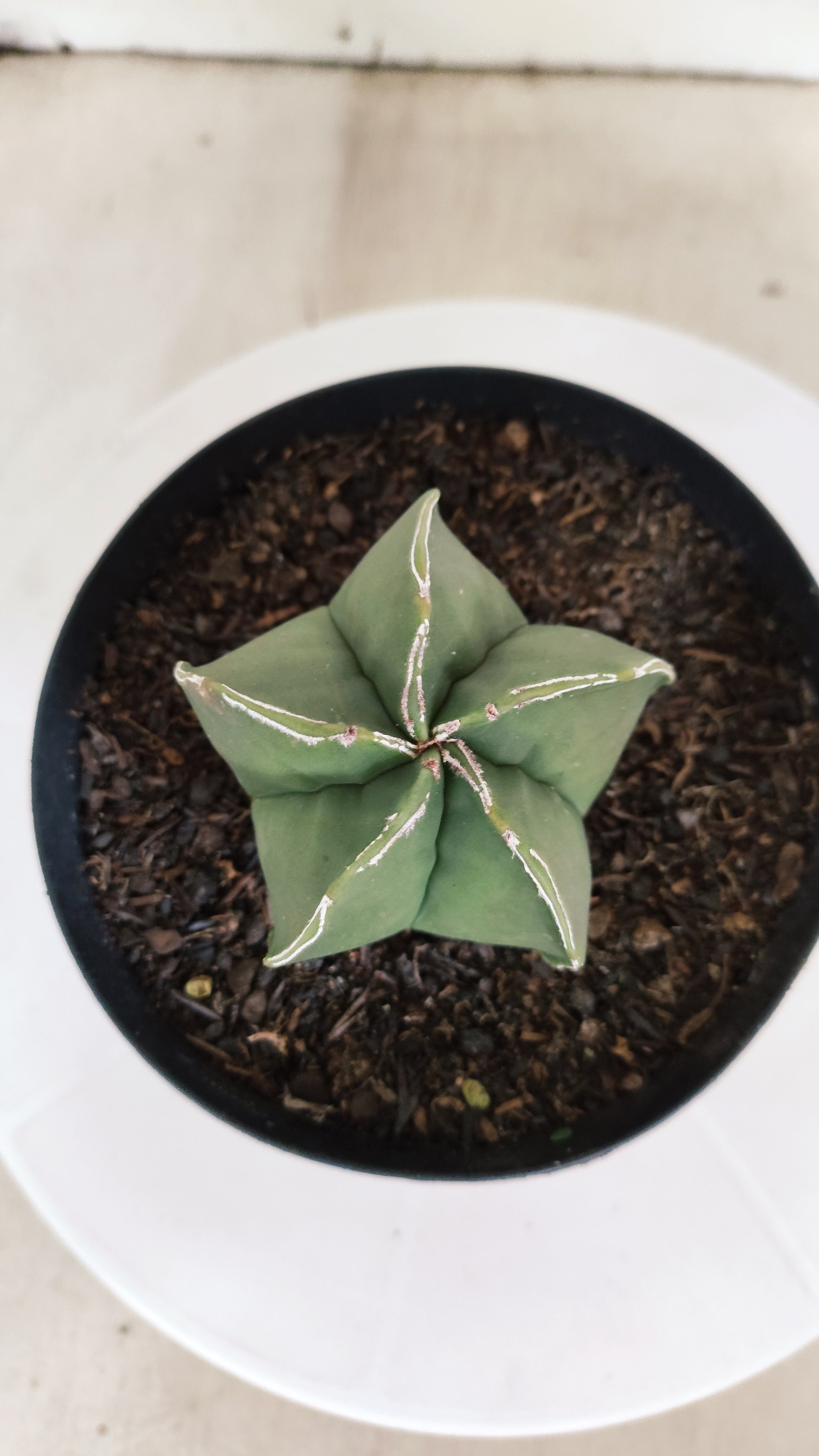 ASTROPHYTUM MYRIOSTIGMA Nº 1214 – vaso 15