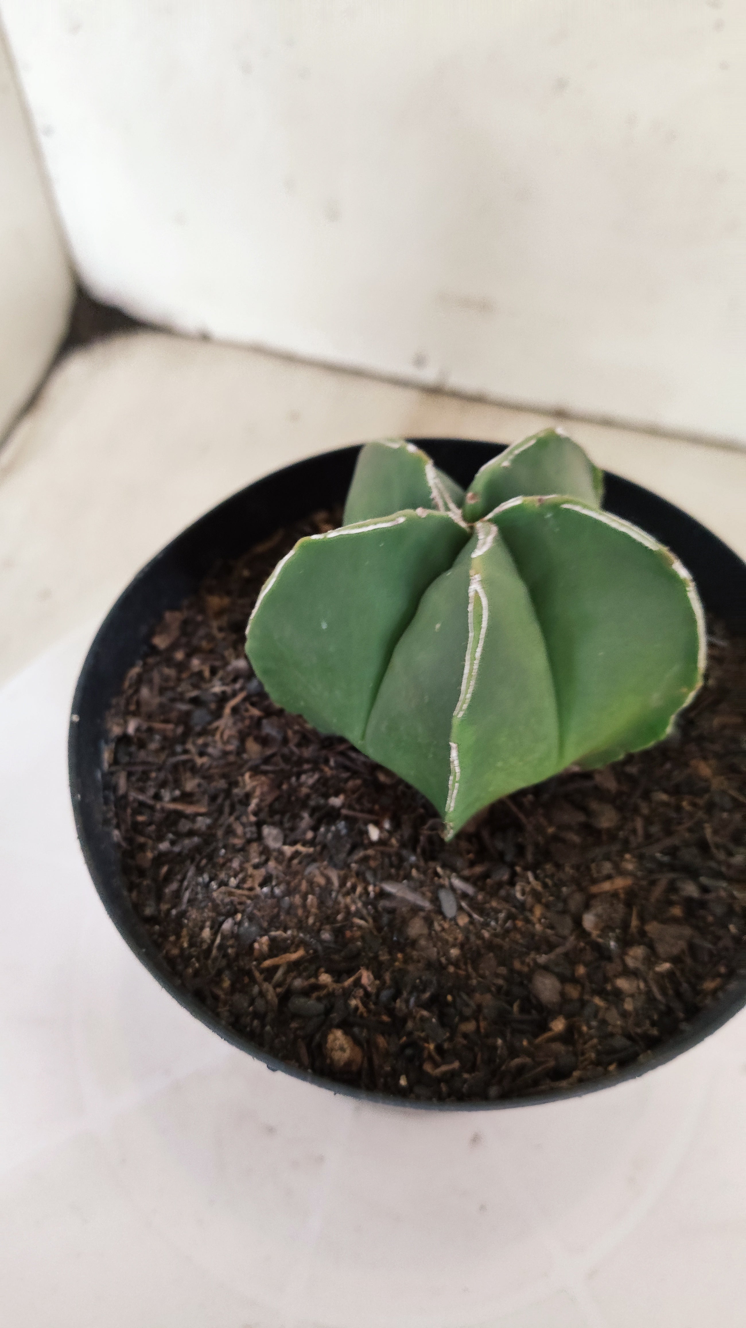 ASTROPHYTUM MYRIOSTIGMA Nº 1214 – vaso 15