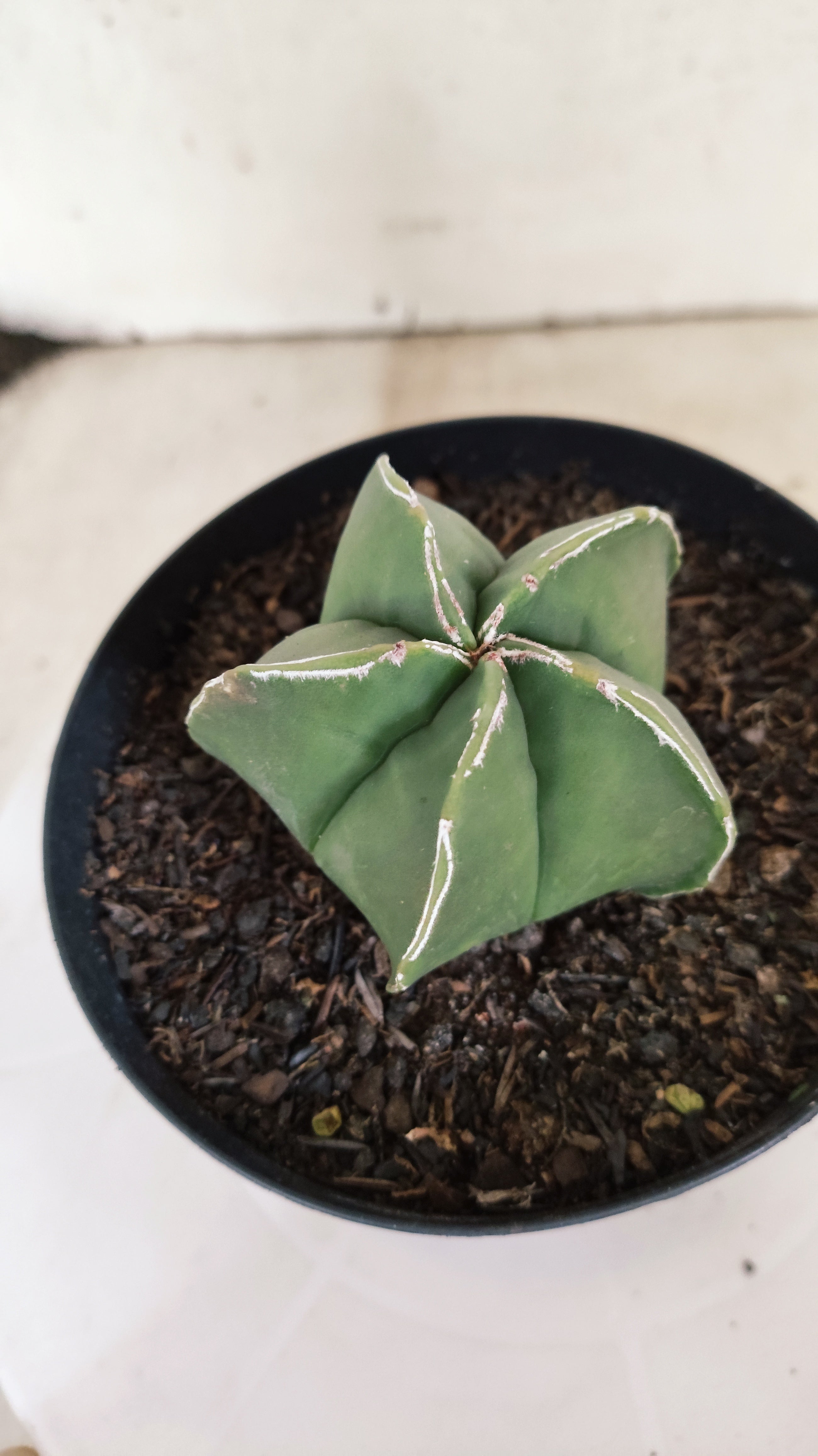 ASTROPHYTUM MYRIOSTIGMA Nº 1214 – vaso 15